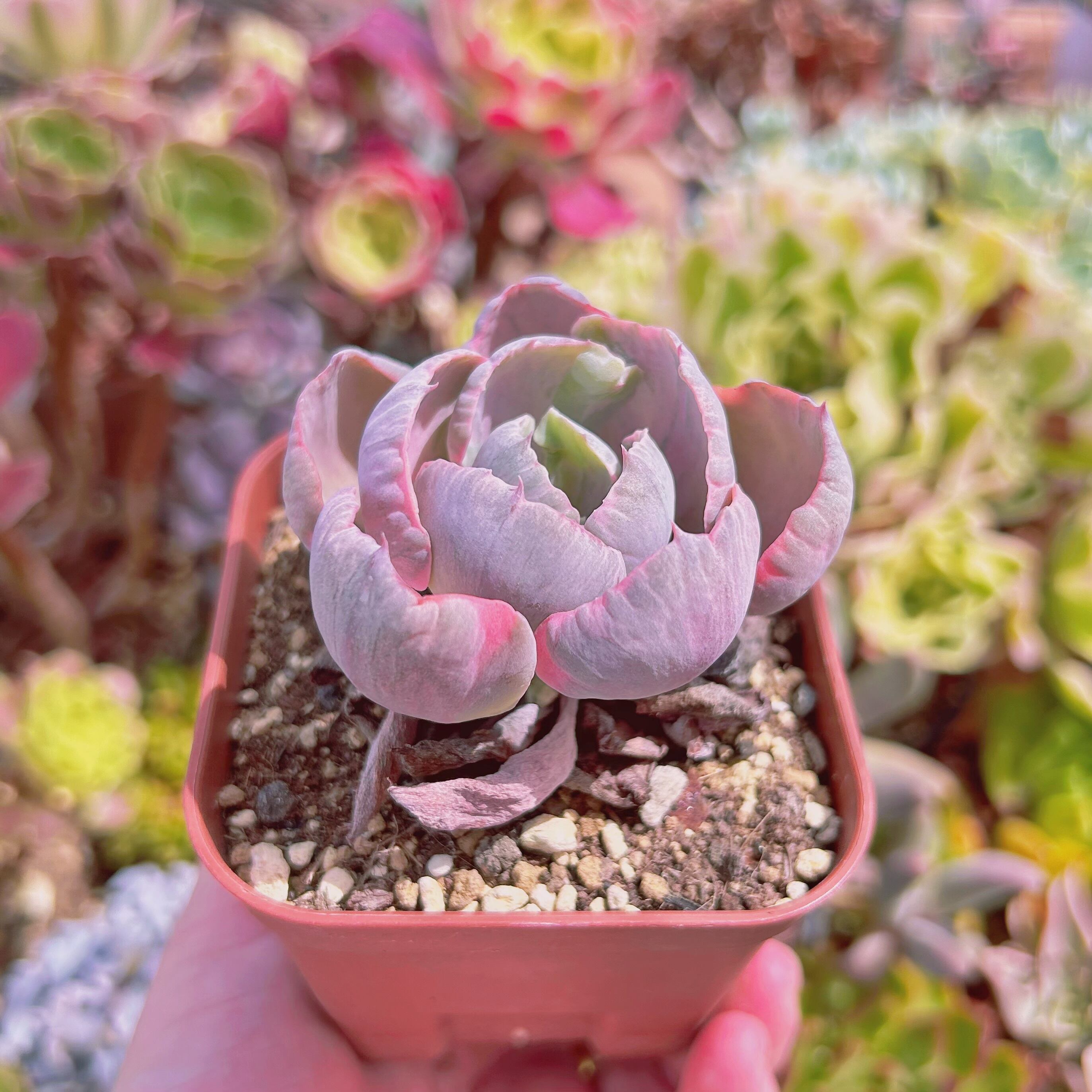 Top【選抜株】多肉植物 24782スヨン錦 20個 鉢無し/脱土 Top【選抜株