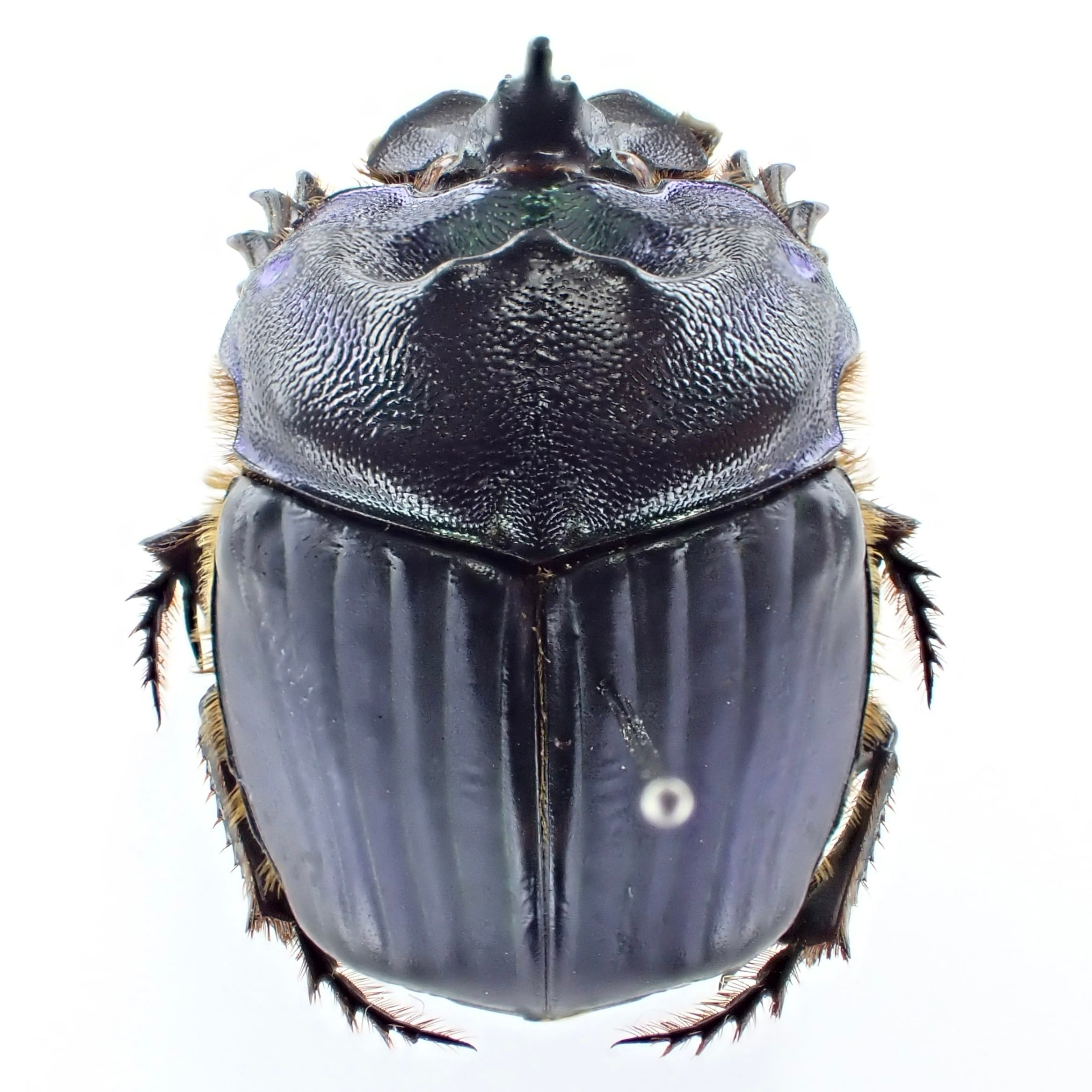 パラグアイ産 Coprophanaeus cyanescens ♂♀ 26mm/24mm | 昆虫標本