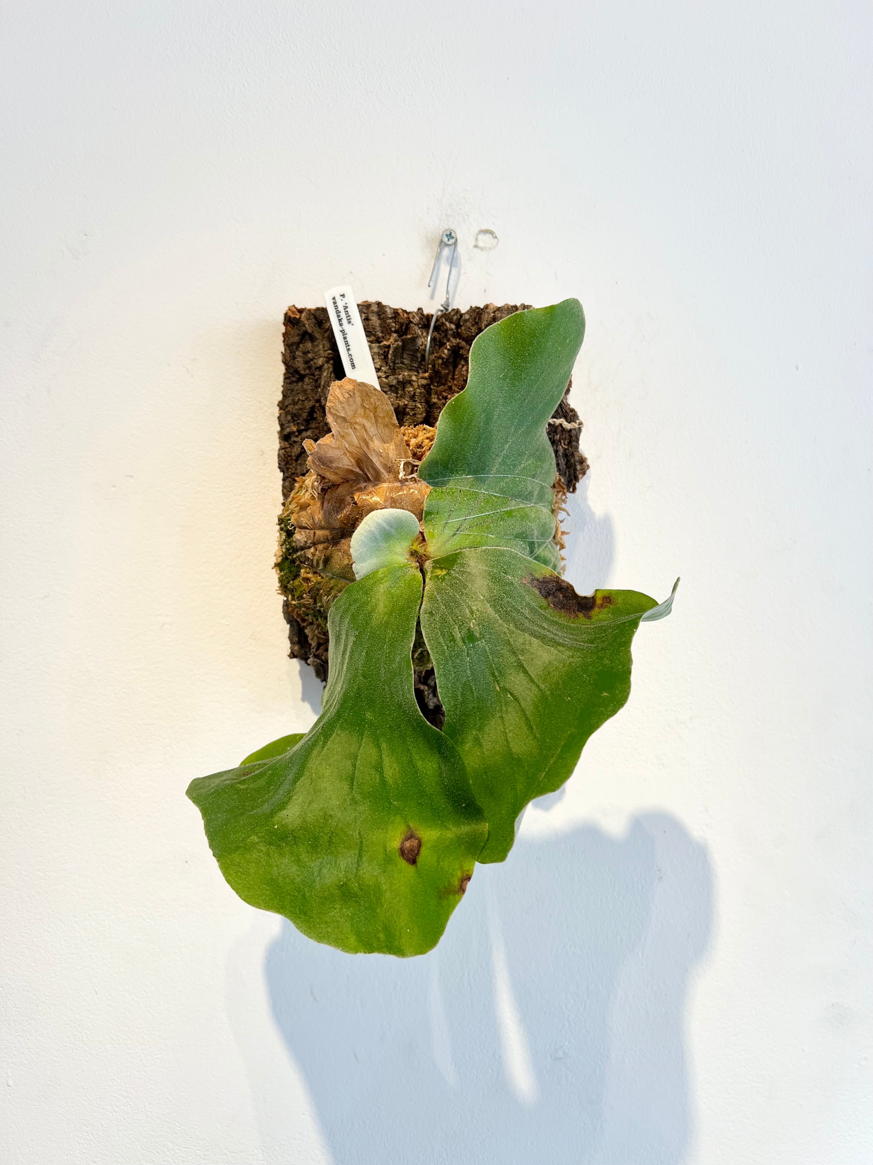 P. 'Antis' ビカクシダ 'アンティス' | vandaka plants