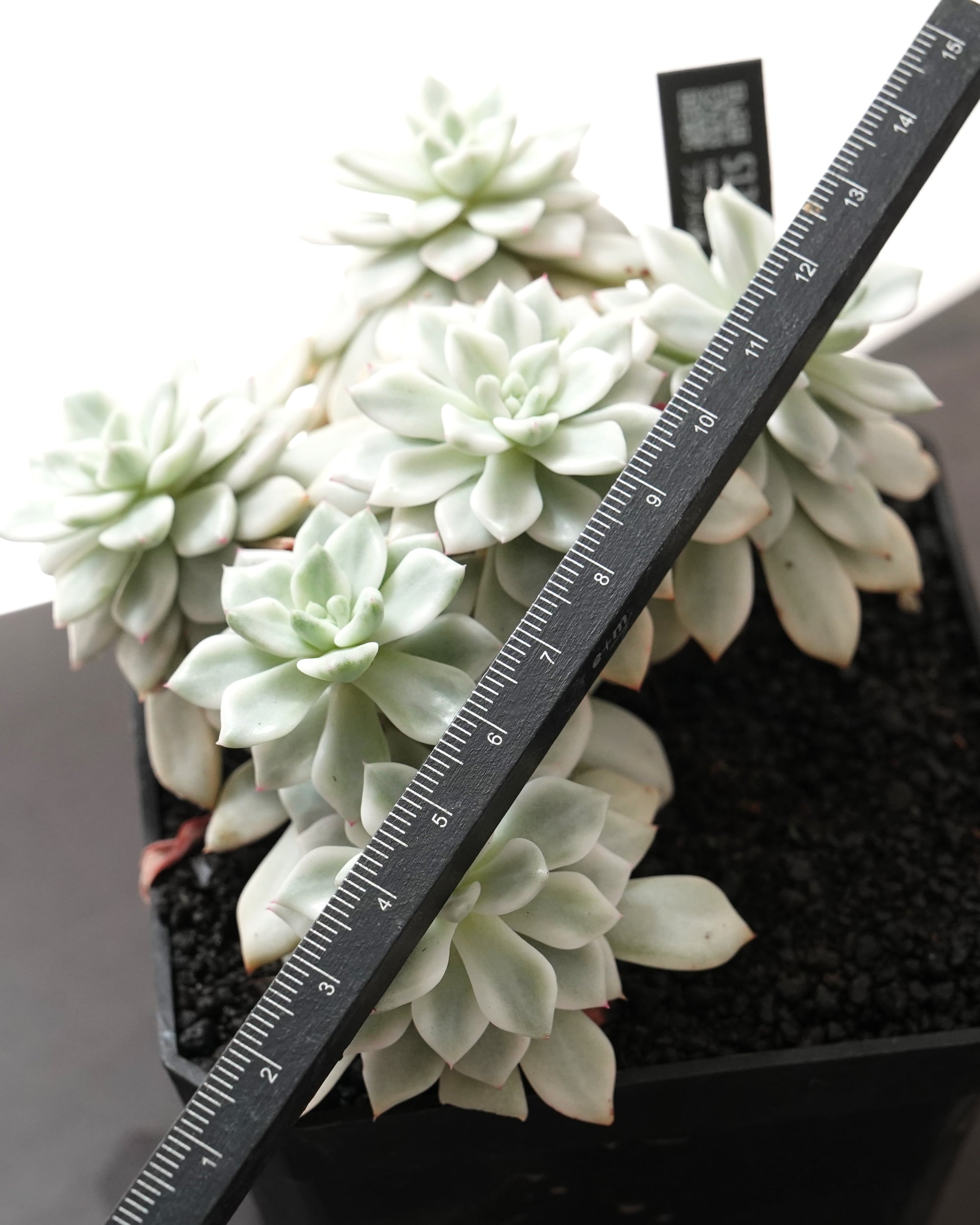 【サービス品@1980〜】ファントム錦 PREMIUM】見本株 ファントム錦 Echeveria 'Phantom Variegated