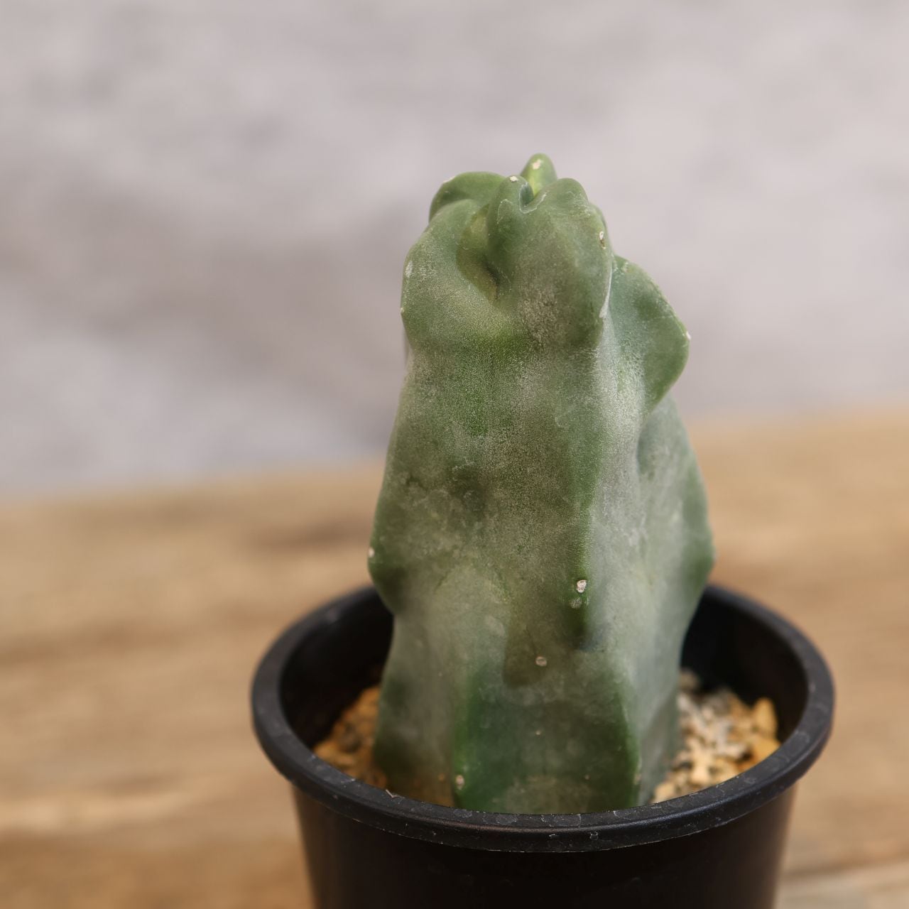 288 不思議な姿に福が宿る『サボテン 福禄寿』観葉植物 【送料無料