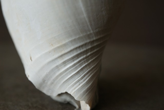 フロリダ州産 巻貝化石 Strombus alatus 1533