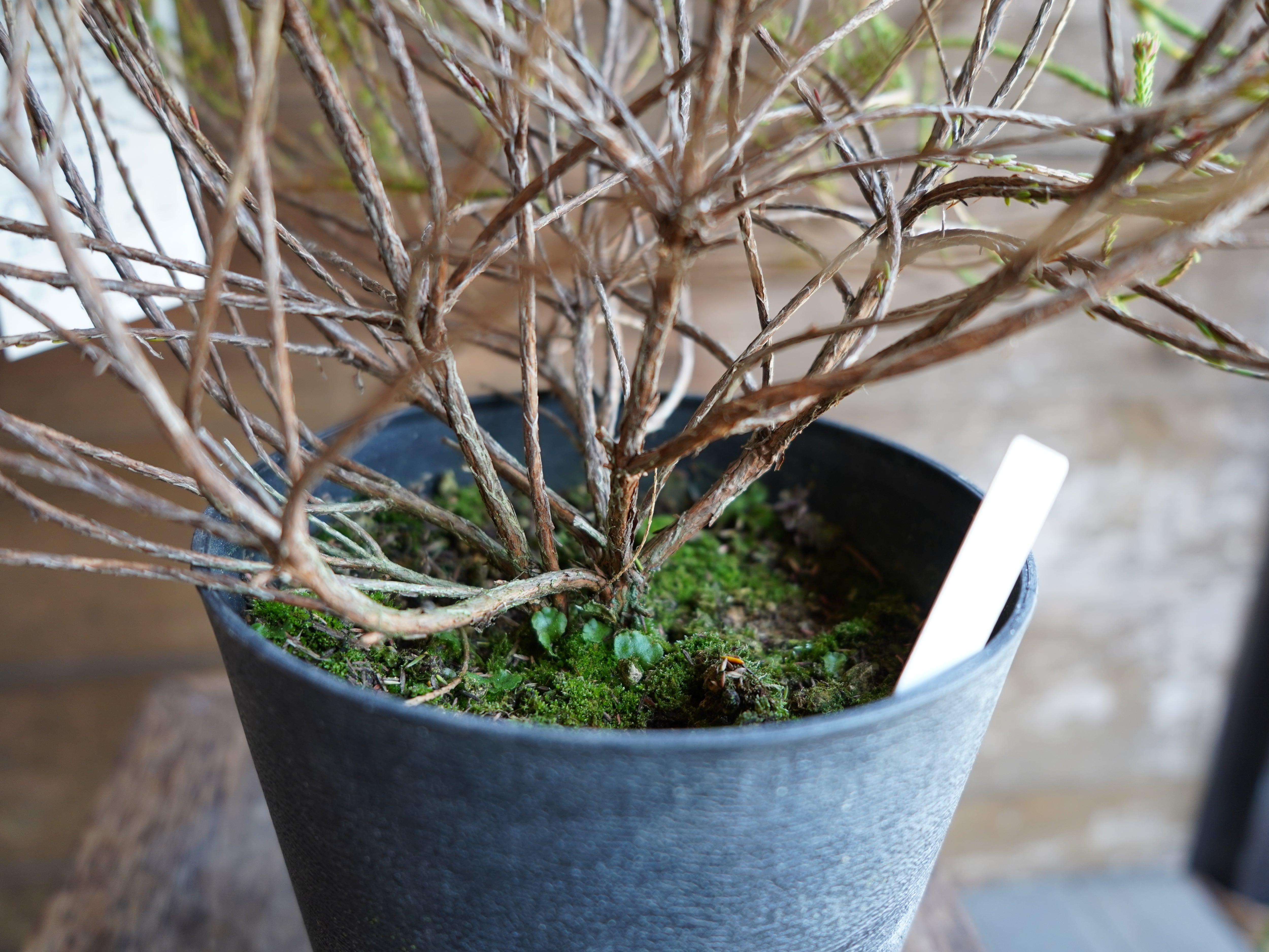 【現物】アクチノジウム　”シャトルデイジー”　C