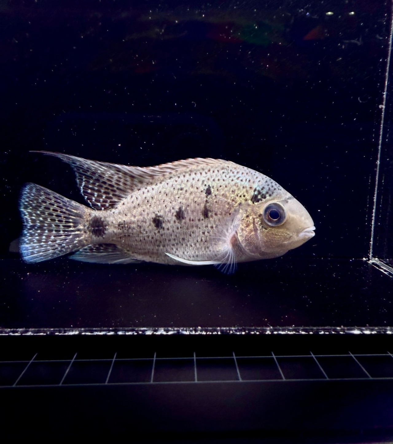 ヴィエジャ・アルゲンティア - 1