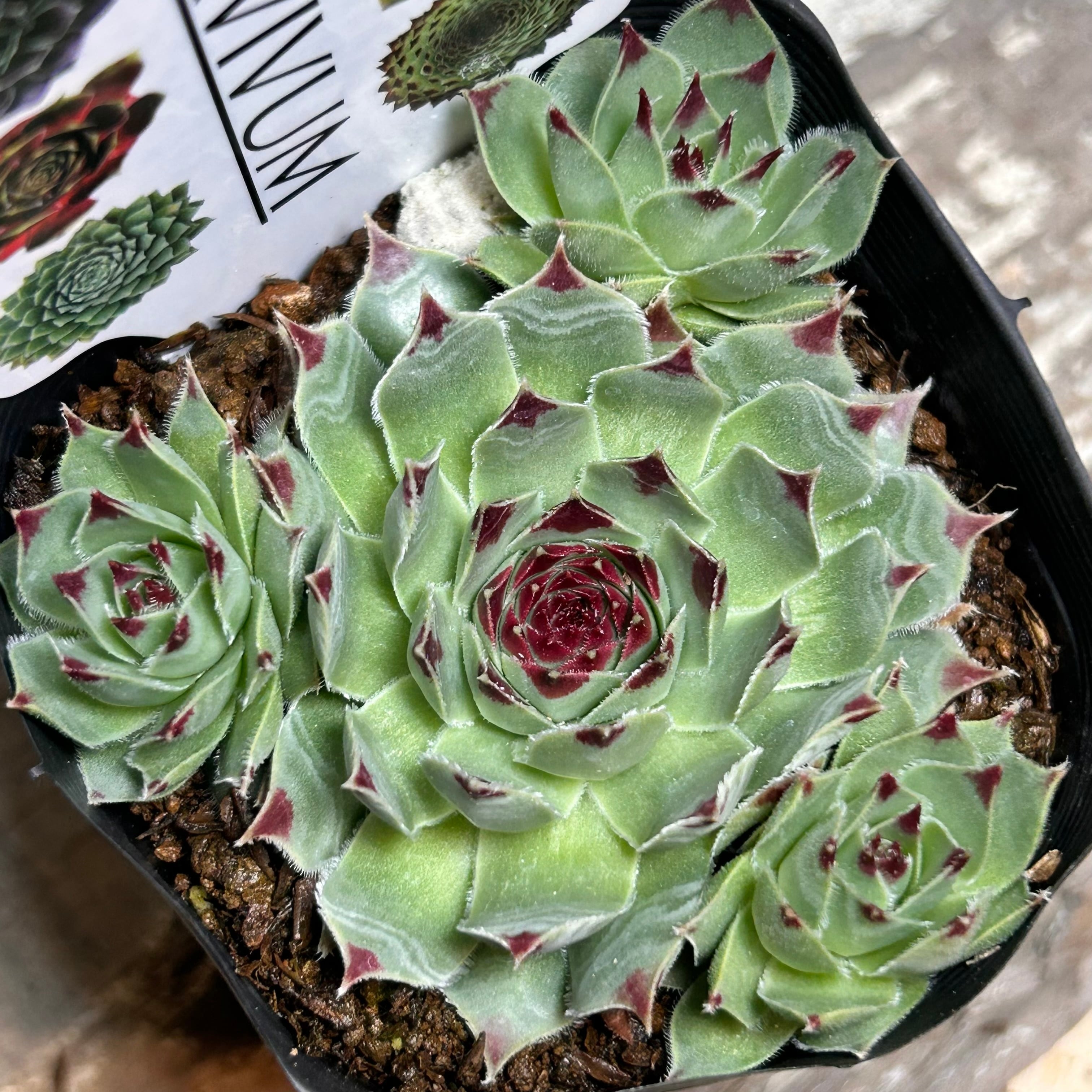 センペル | RuPo 多肉植物専門店