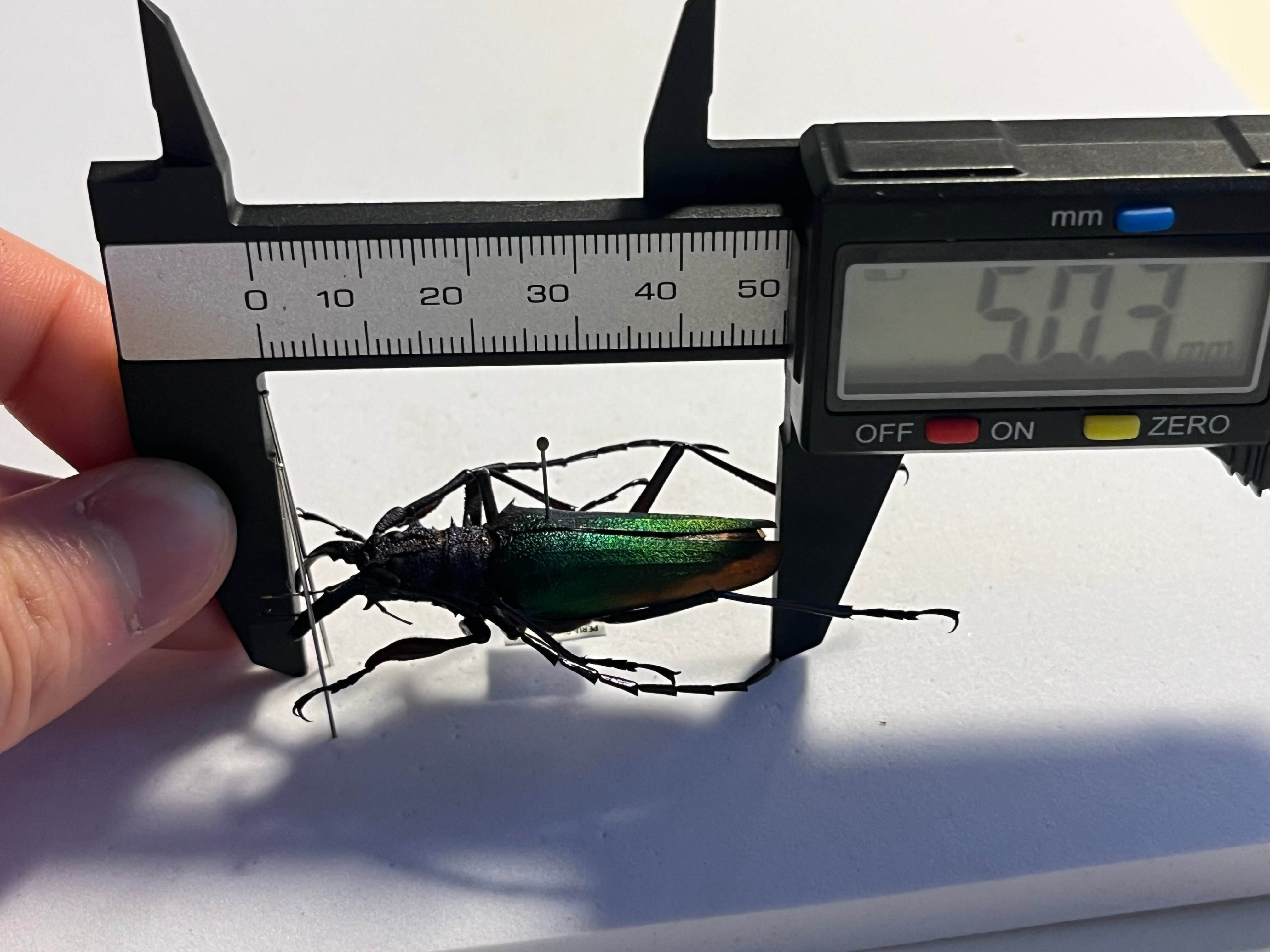 青緑黄】ルリオニカミキリ ムラサキオニノコギリカミキリ