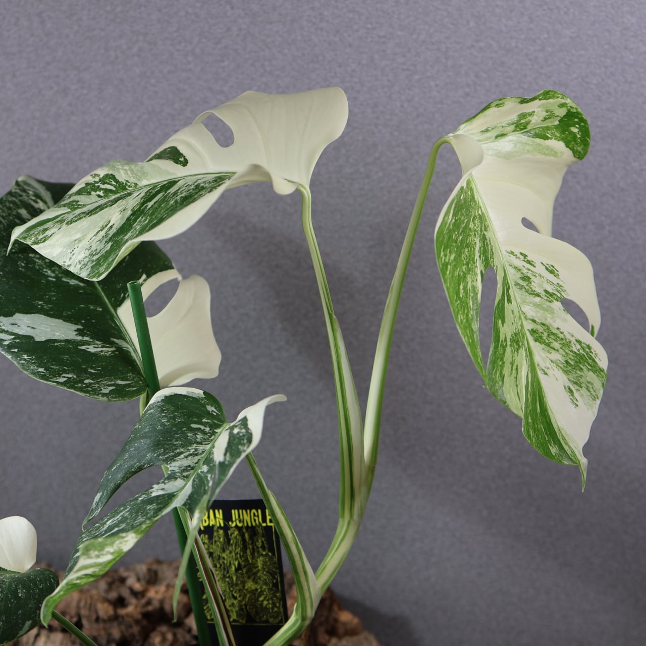 現品　モンステラ　デリシオーサ　斑入り　5番　バリエガータ　レア　希少　観葉植物 818『urban jungle 斑入りモンステラ デリシオーサ ボルシギアナ