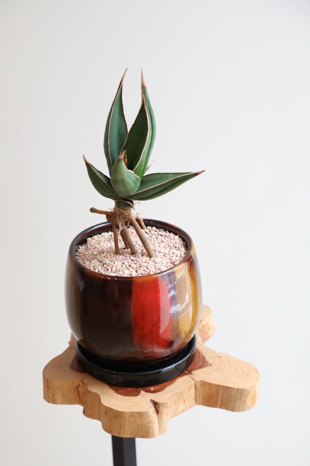 【S】サンスベリア ピングイキュラ/Sansevieria pinguicula ※陶器鉢付き