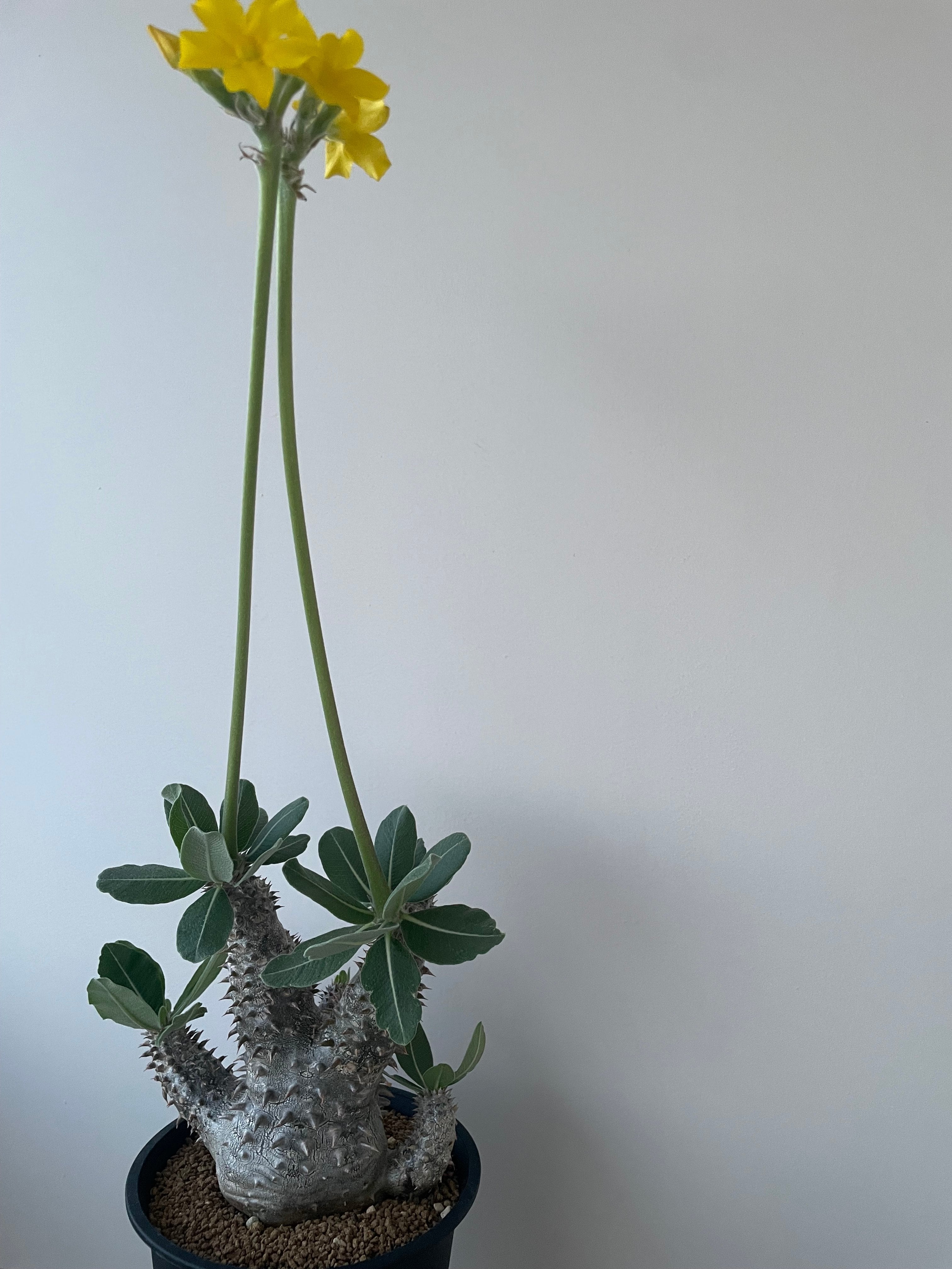極上品】Pachypodium Tackyi【一流ナーセリーの親株クラス