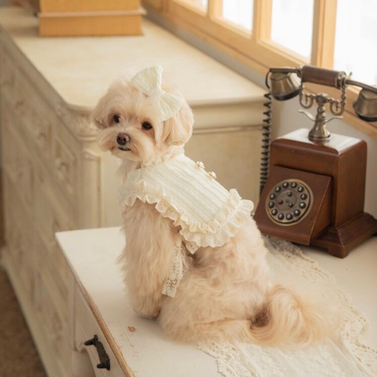 【Dailypetchon】Bongbong Lovely Knit Bustier