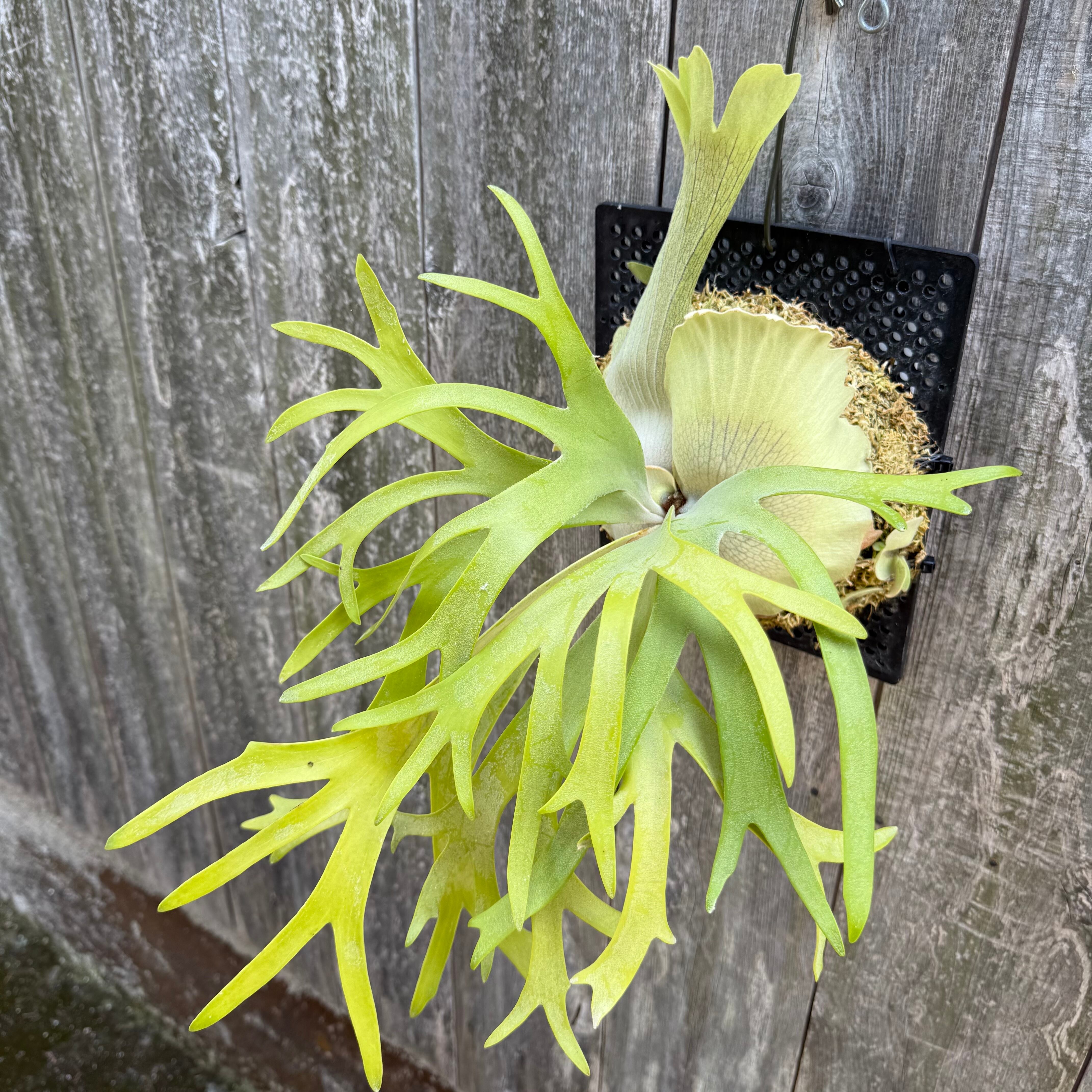 P. willinckii cv. Ryusei (pup) | naturefix