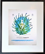 YARDLEY-ヤードレー Lavende-ラベンダー ポスター