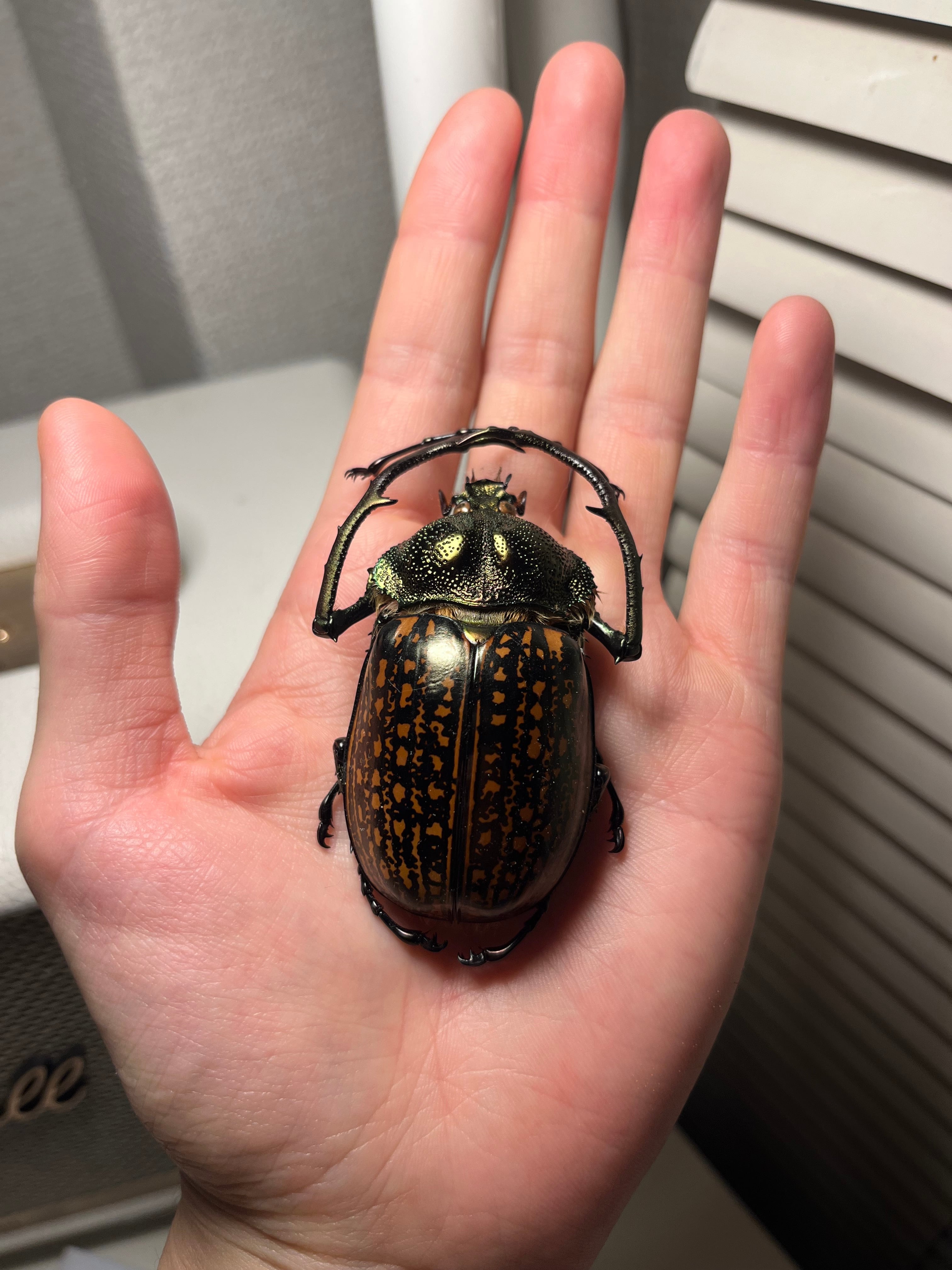 62mm】多分 赤 ゲストロイテナガコガネ カメムシサシガメ甲虫昆虫標本