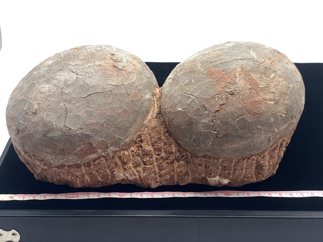 恐竜の卵の化石（レプリカ）