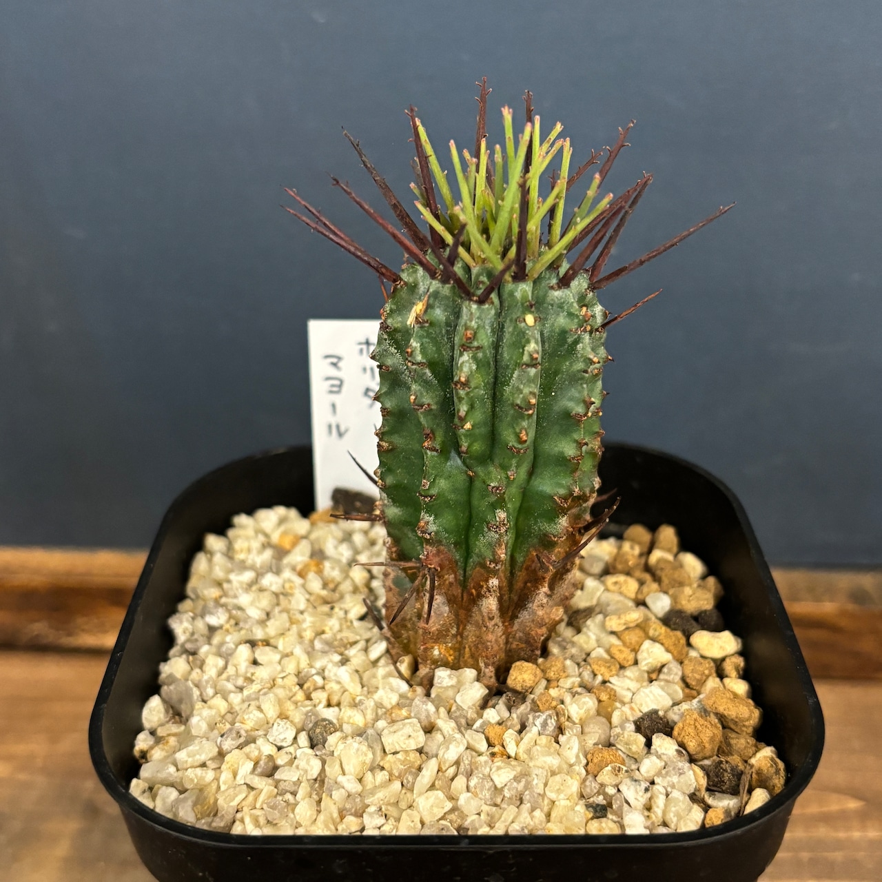 ユーフォルビア ホリダ マヨール【1011】