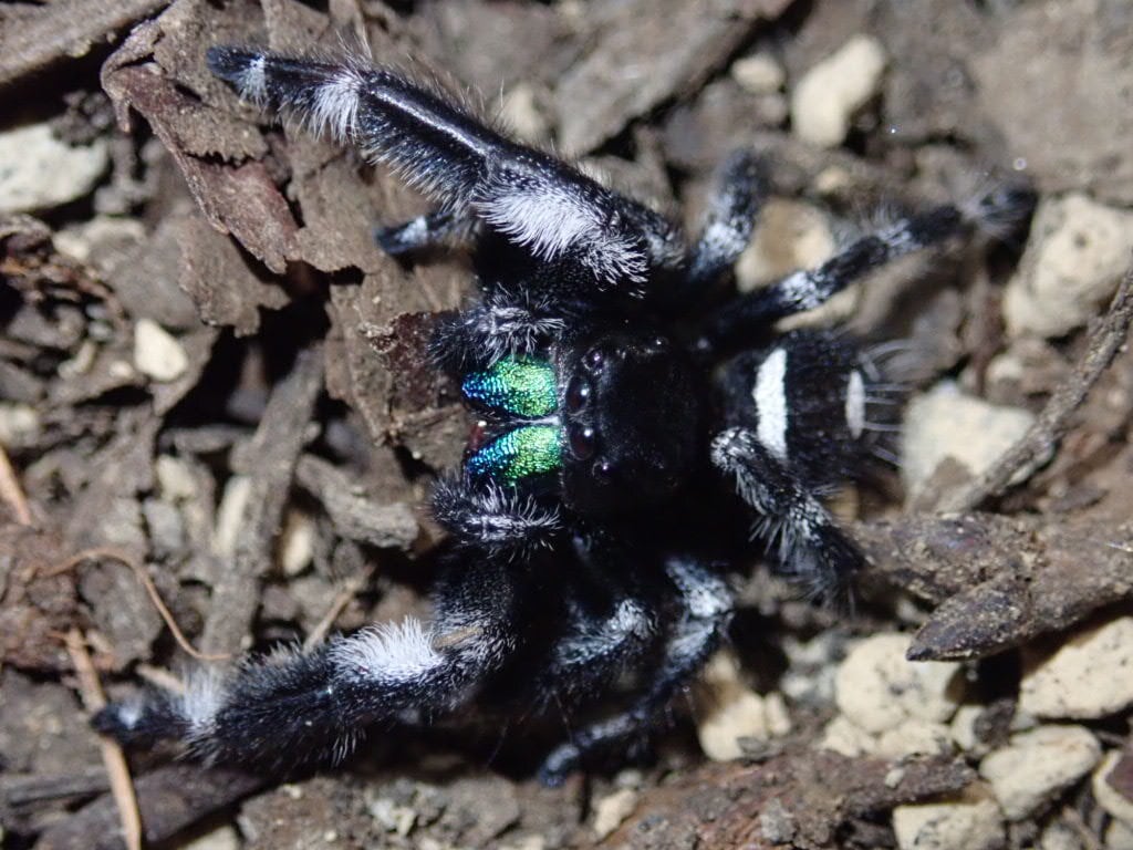 Spider クモ | Bebe Rep. 奇蟲部門