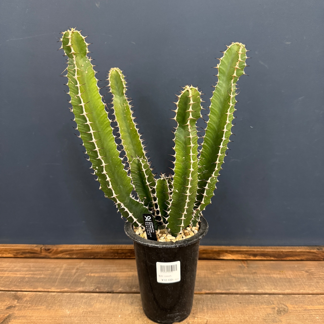 ユーフォルビア　ムランジーナ【850】