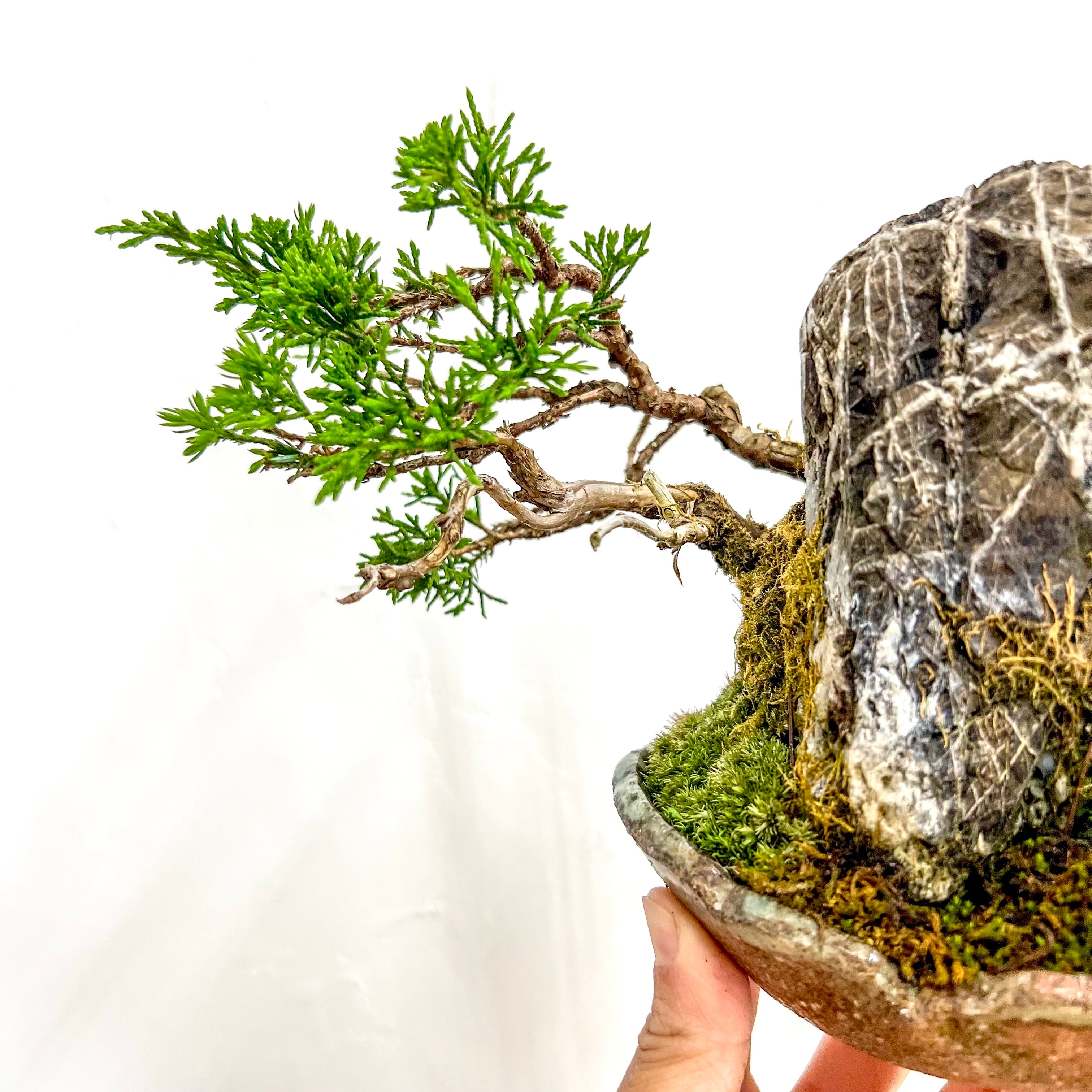 真柏 石付き盆栽｜山景を感じる一点物｜高さ約17cm | BONSAI Labo