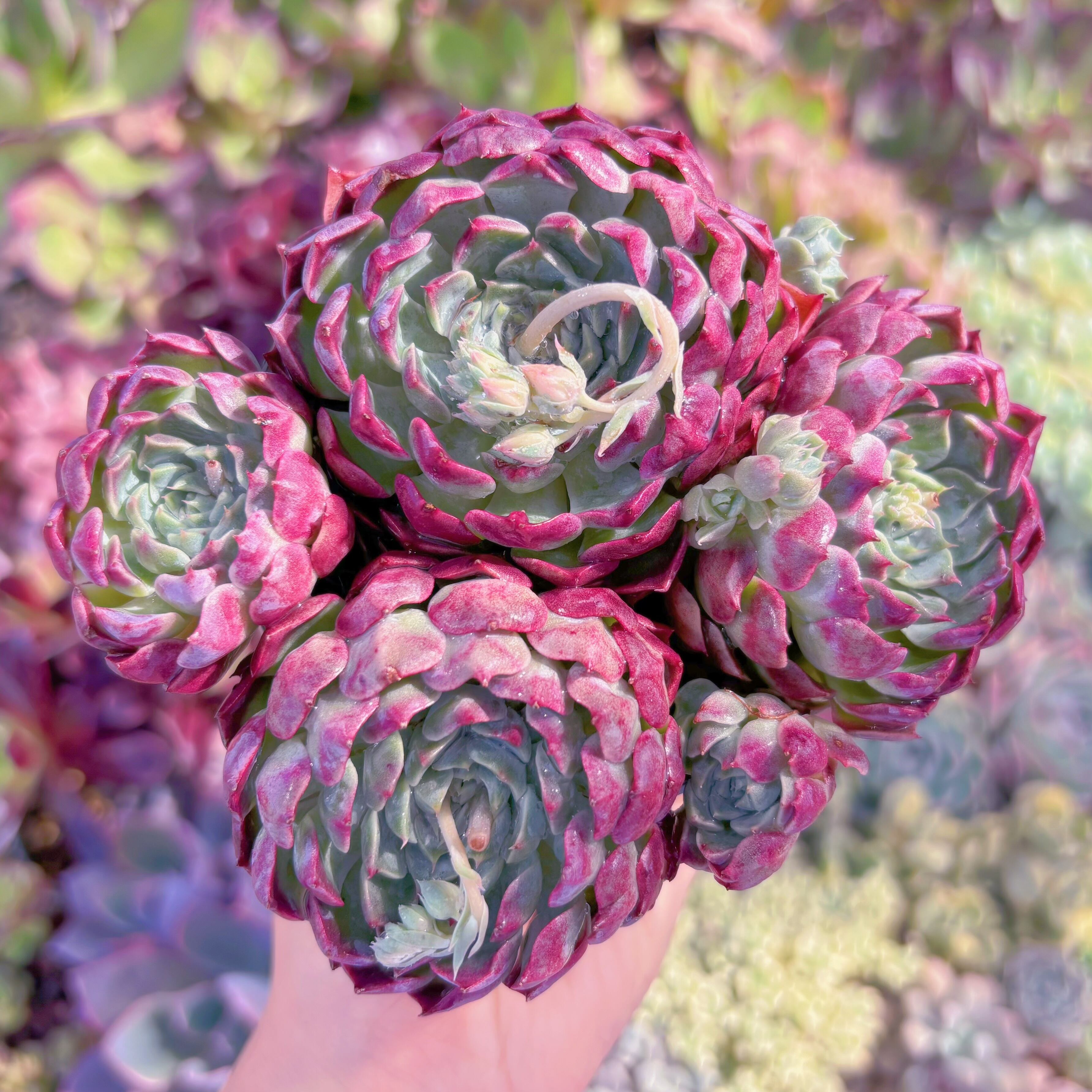 現品　 Ready stock Echeveria#D20　群生　新入荷　るる農園