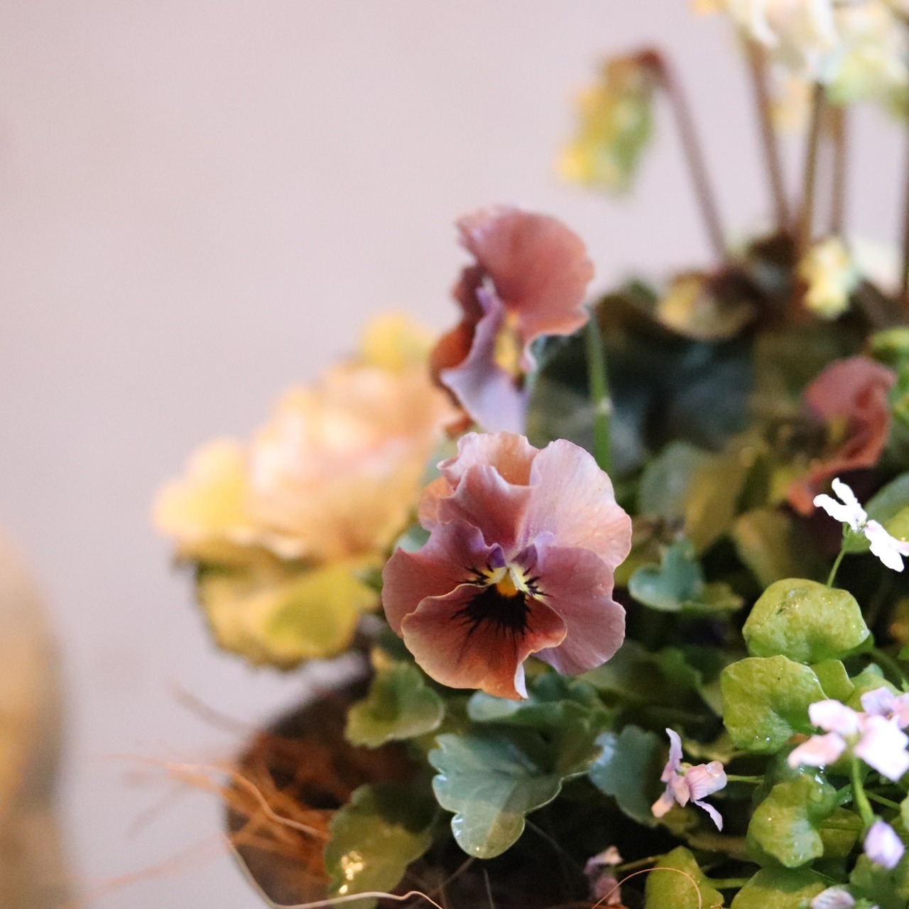 冬から春に楽しむ寄せ植え　シクラメン森の妖精とシックなハボタンの蛇口ブリキの寄せ植え　お正月にオススメ　届いてすぐ玄関に飾れる 　プレゼントにもオススメ　