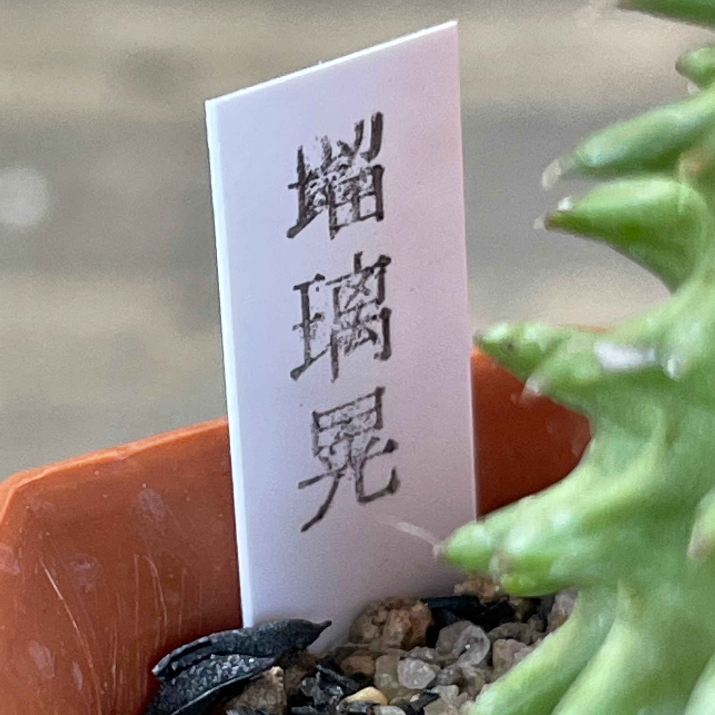 H)瑠璃晃(ユーフォルビア | RuPo 多肉植物専門店