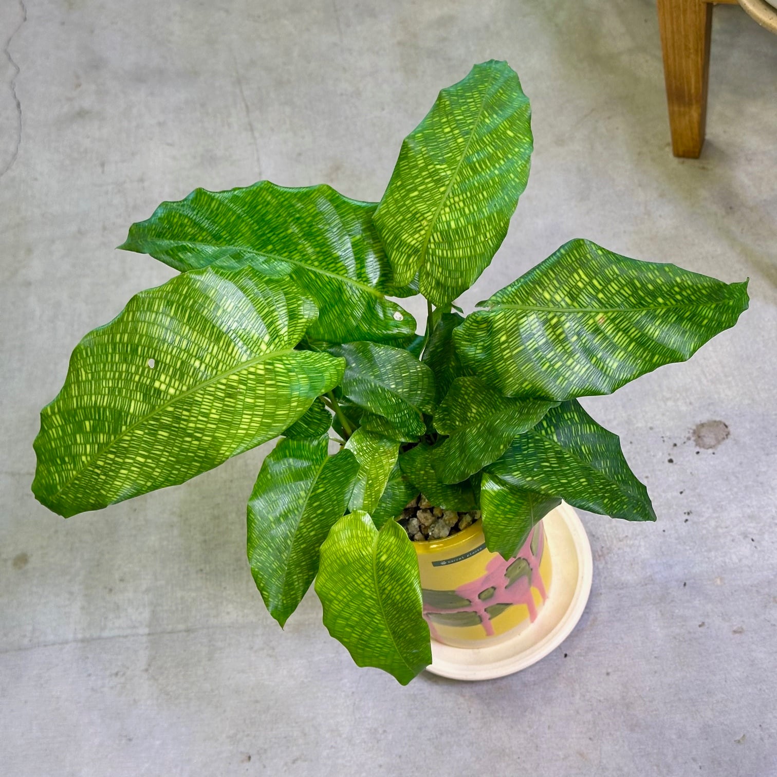 新品　観葉植物　流通量側少ない珍しい品種　カラテア、ムサイカ カラテア・ムサイカ | barrelplants_BONSAI