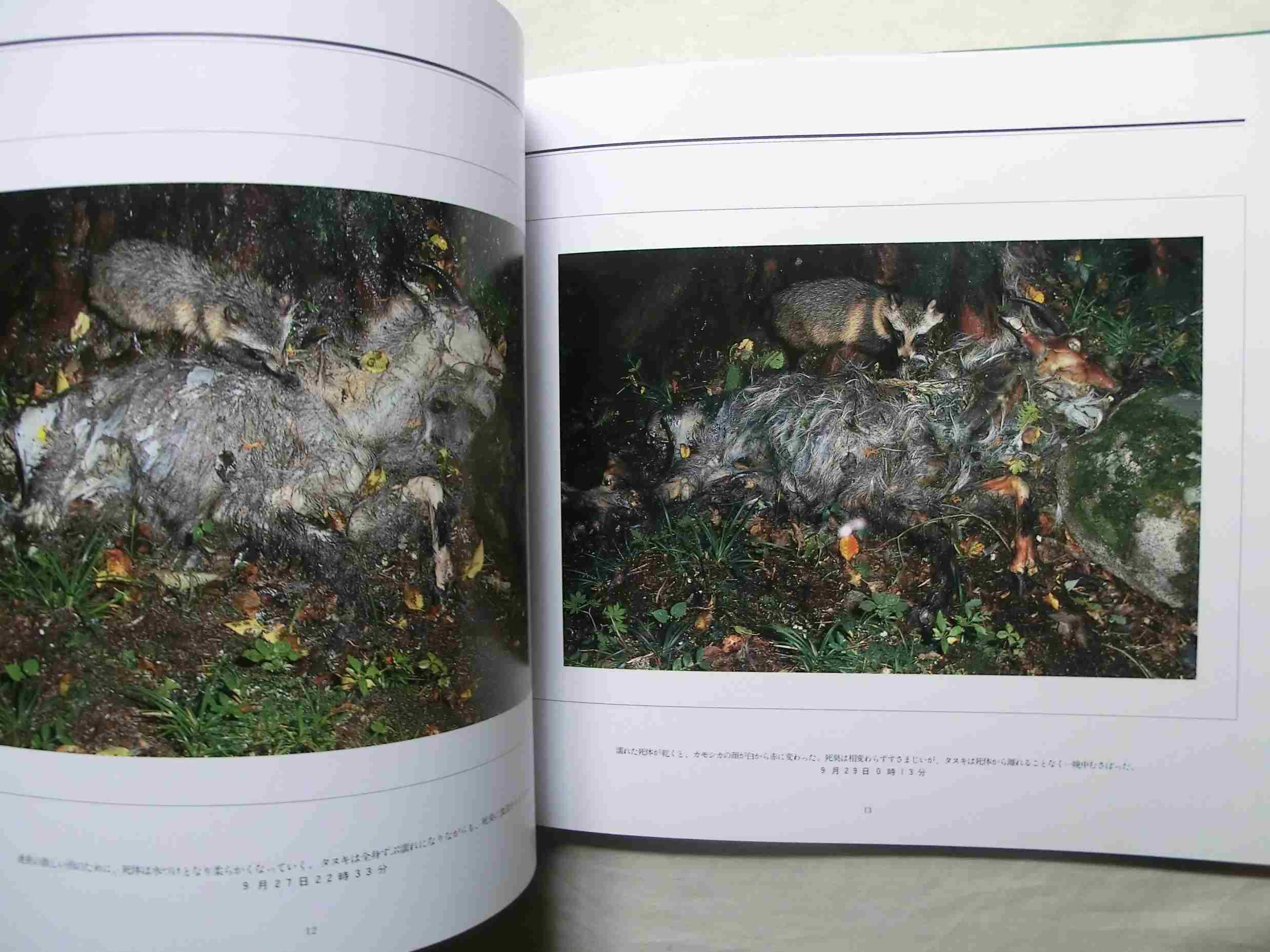 宮崎学『死』写真集　サイン入り　美品 Death in Nature 「死」 宮崎学 写真集 - メルカリ