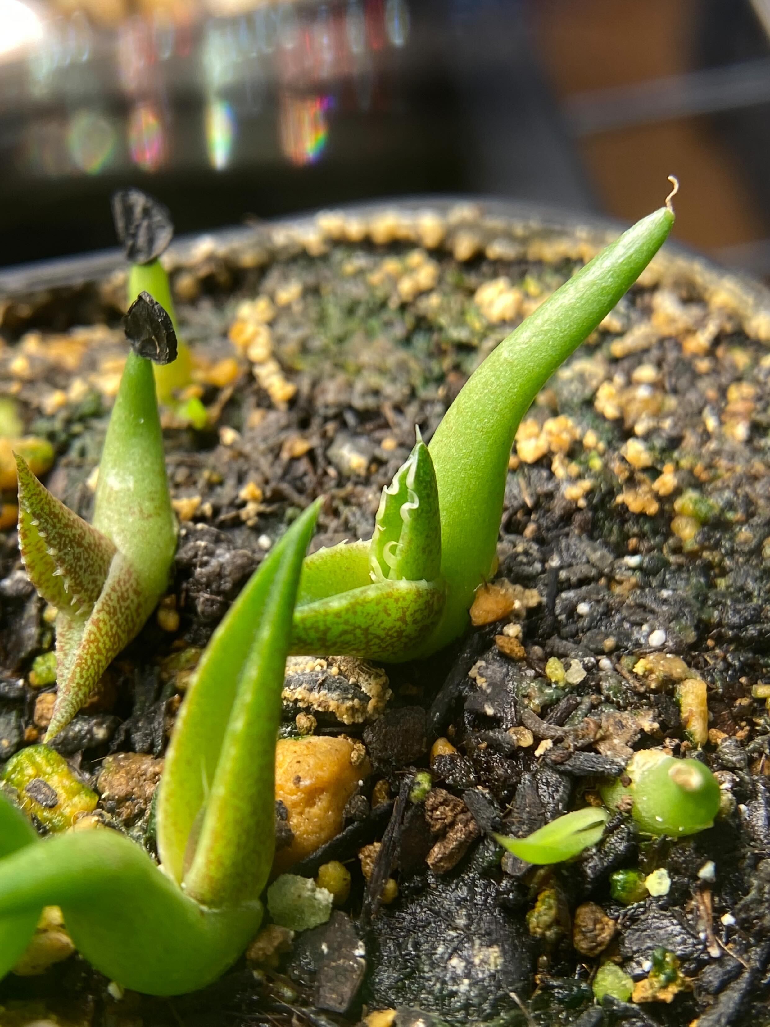 20%off】【タグ付 】アガベ オテロイ オアハカ 種 5粒 from ルイス