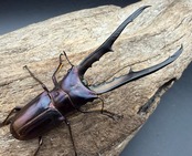 《メタリフェルホソアカ亜種フィナエ パープル系 80.5mm ペア》