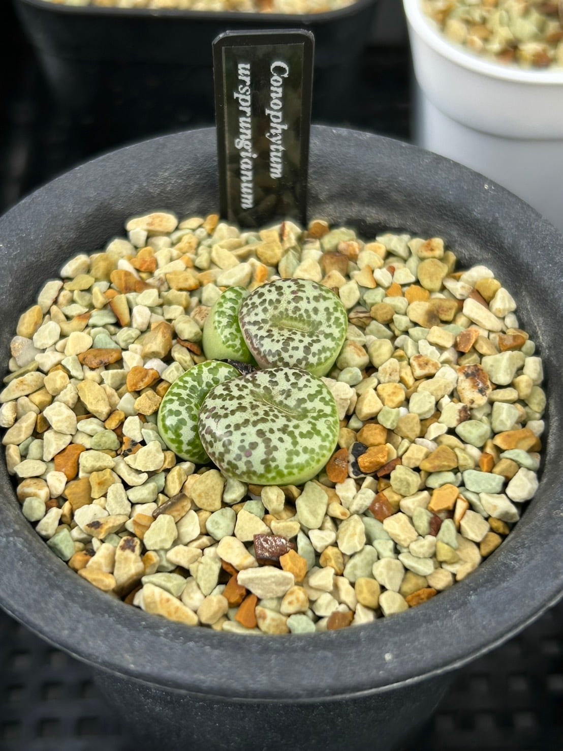 自家採取種 ペラルゴニウム クリンガルドテンセ 5粒 | Le Norte 実生