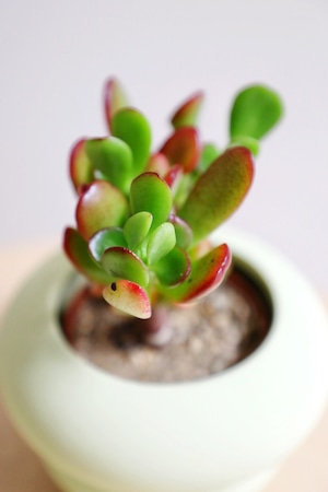 【S】花月/Crassula portulacea