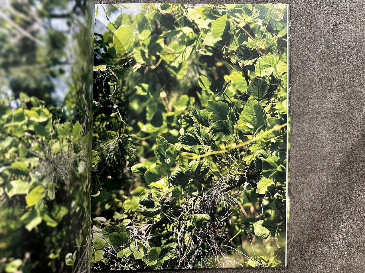 大島成己 / haptic green【プリント付】 【公式通販】