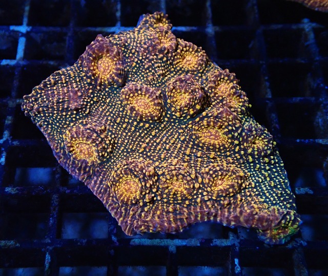 Chalice UltraGrade From Austraria 5