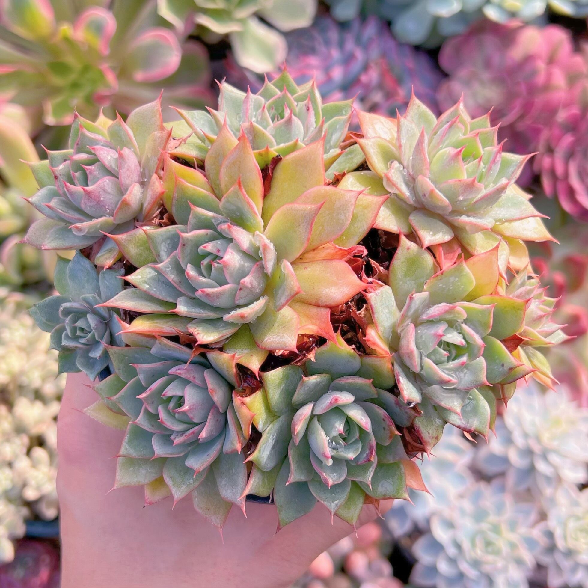 現品　リンゼアナ#615    古株   るる農園