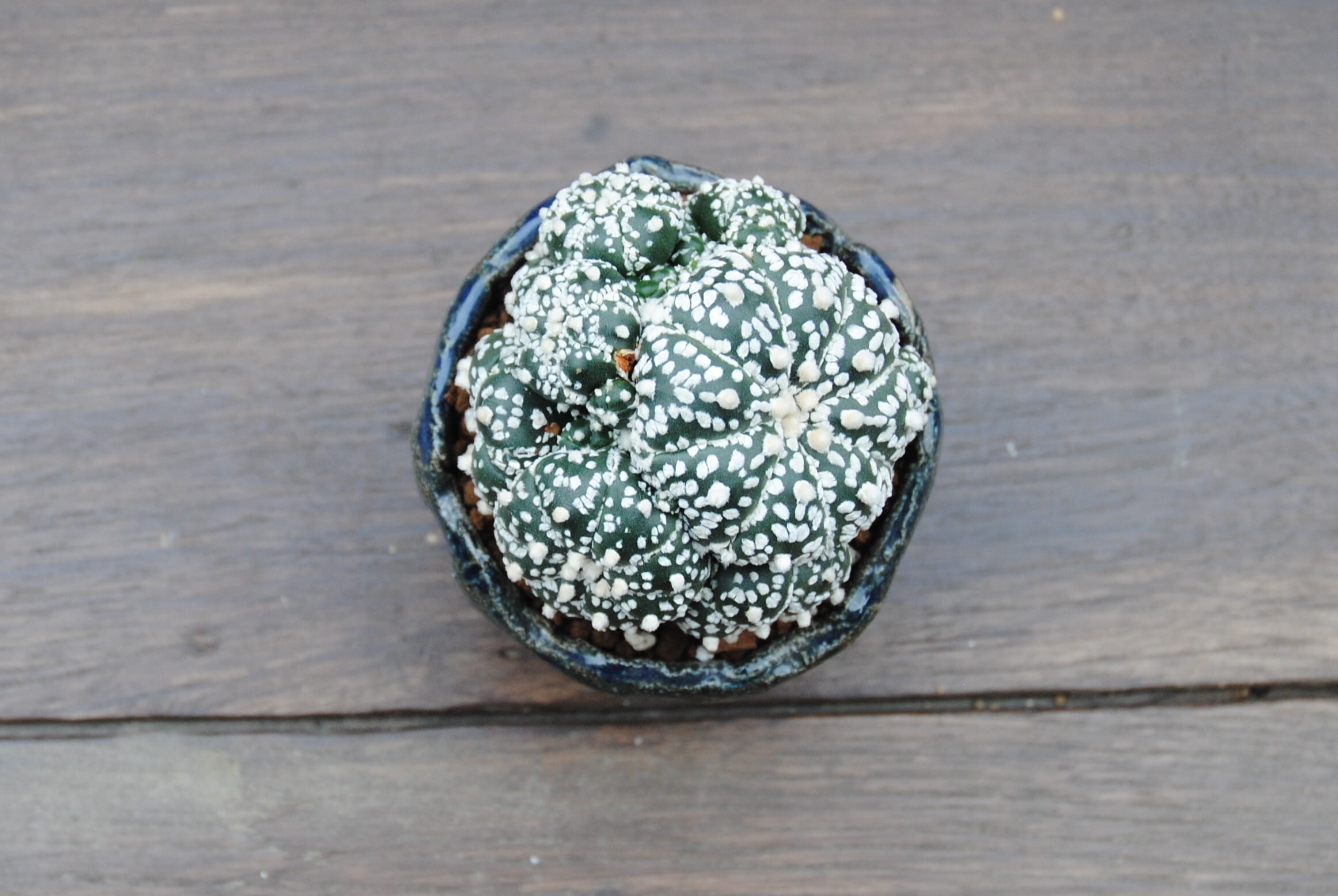 Astrophytum asterias 兜丸 サボテン スーパー兜 多肉盆栽 鉢セット