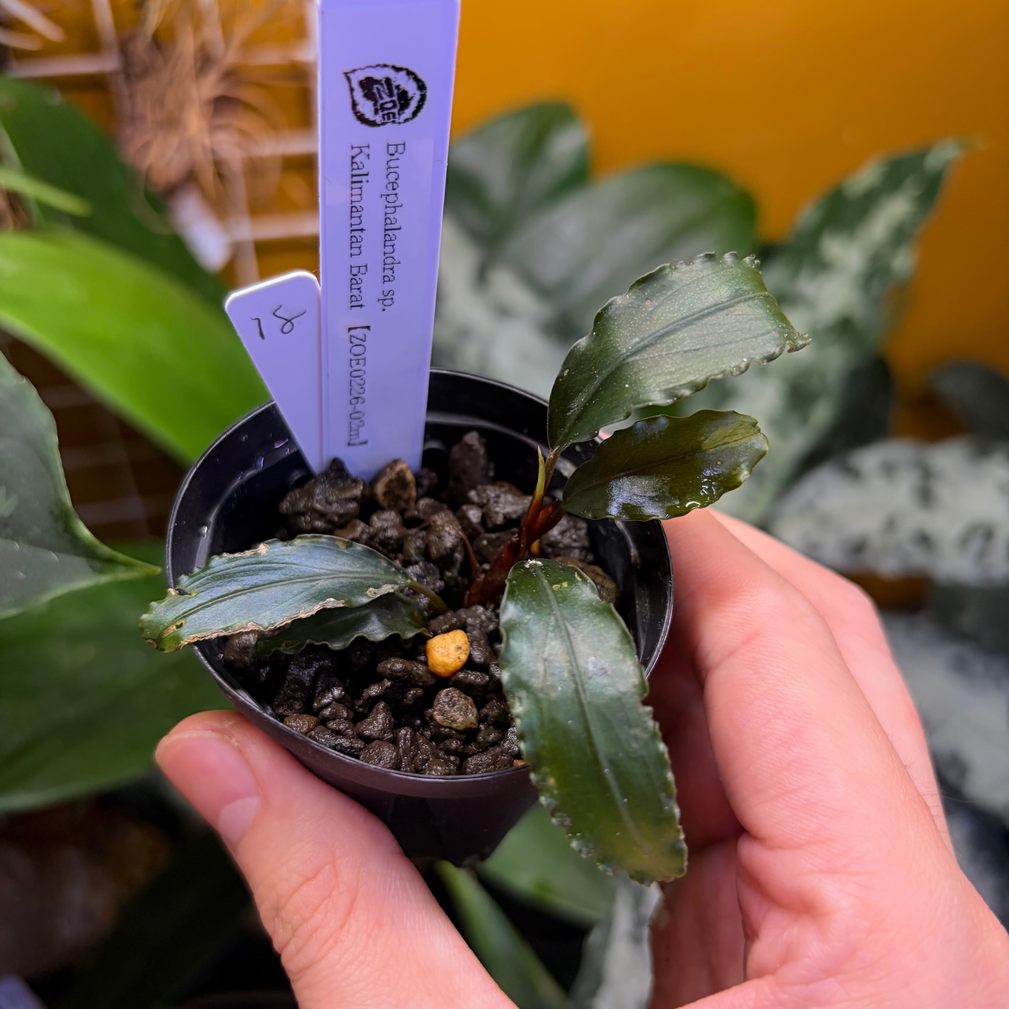 乳*菌様 Bucephalandra sp. Malinau kalimanta Bucephalandra sp. Kalimantan Barat 【ZOE0226-02m】 No.18 | 熱帯