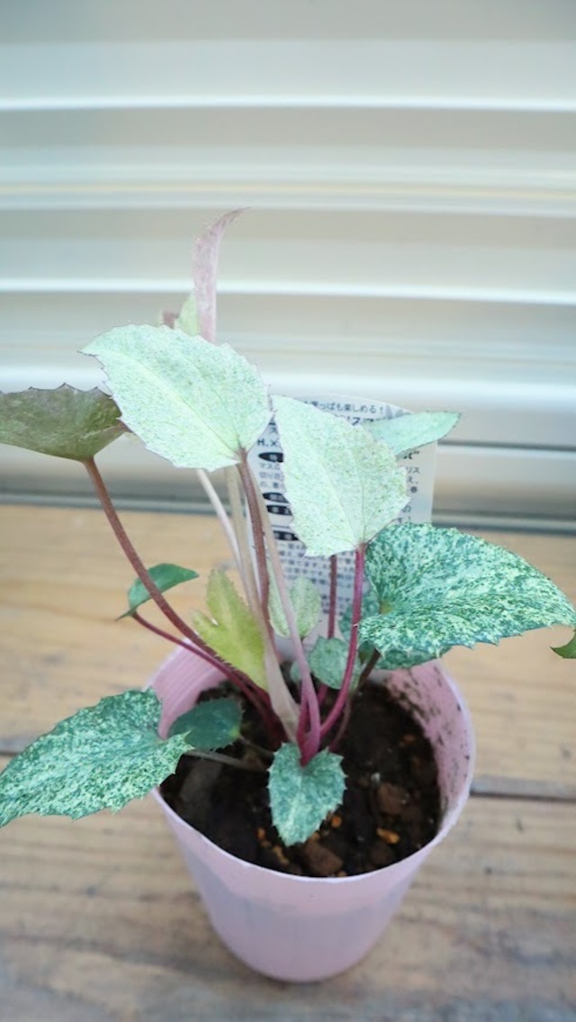 セネシオ　『エンジェルウィングス』　2.5寸