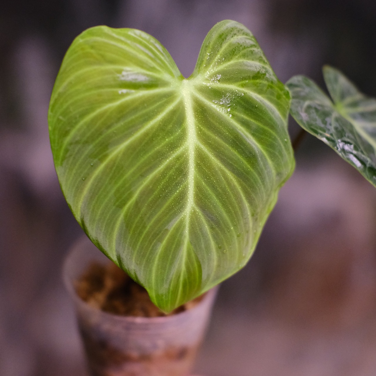 フィロデンドロン エルチョコレッド / Philodendron "El Choco Red"⑩ / 観葉植物<育て方・花言葉>