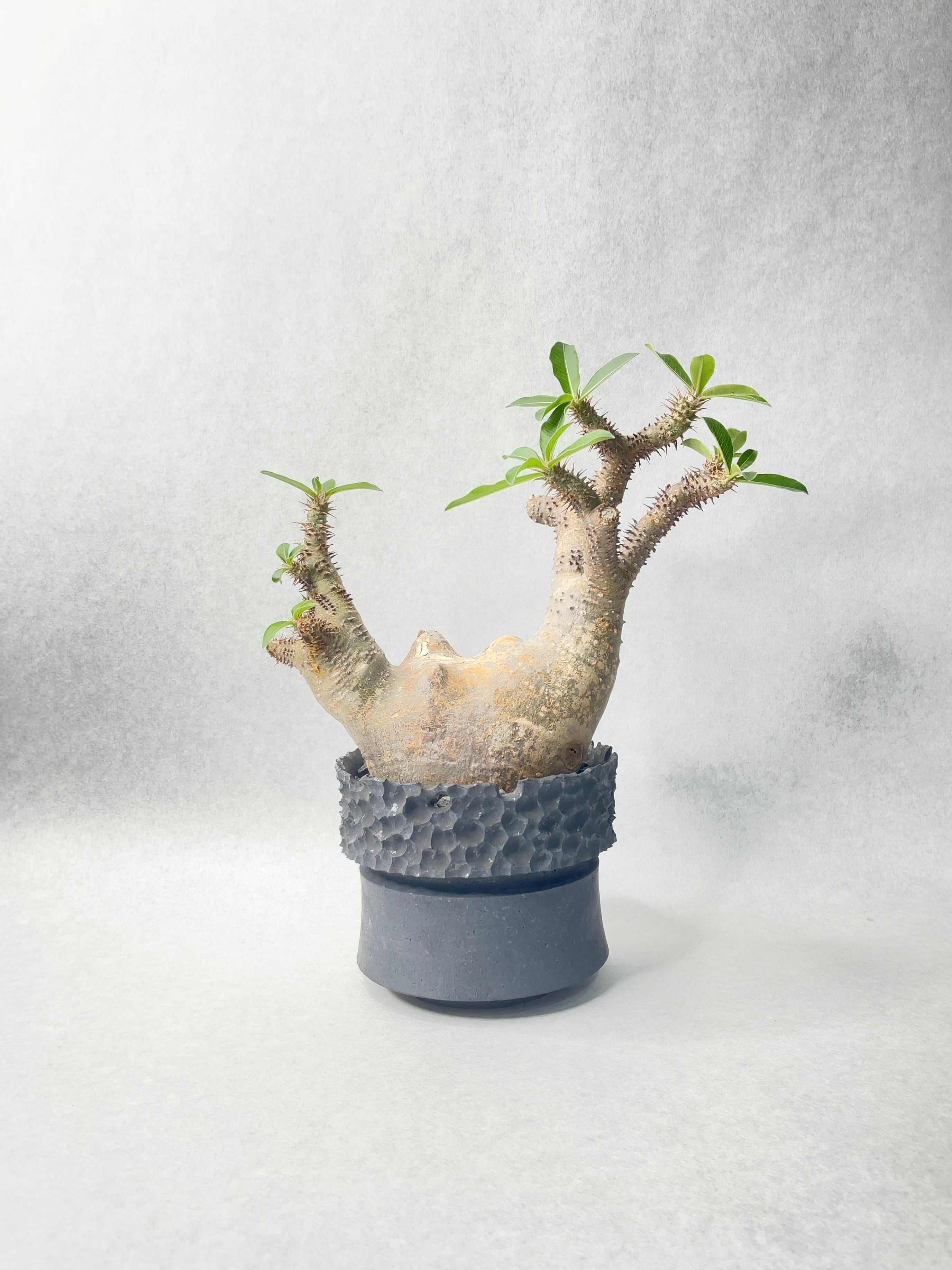 パキポディウム・マカイエンセ | trigger