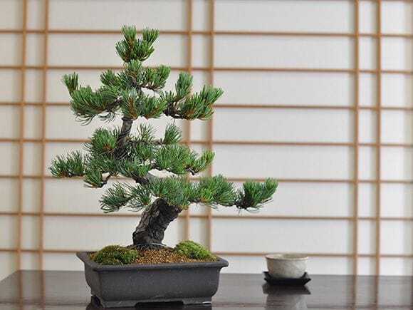 五葉松盆栽で作った箱庭 五葉松盆栽で作った箱庭 ミニ盆栽 苔玉