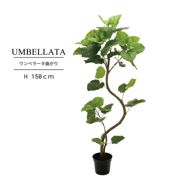 ウンベラータ曲がり 150㎝［人工観葉植物・フェイクグリーンT］