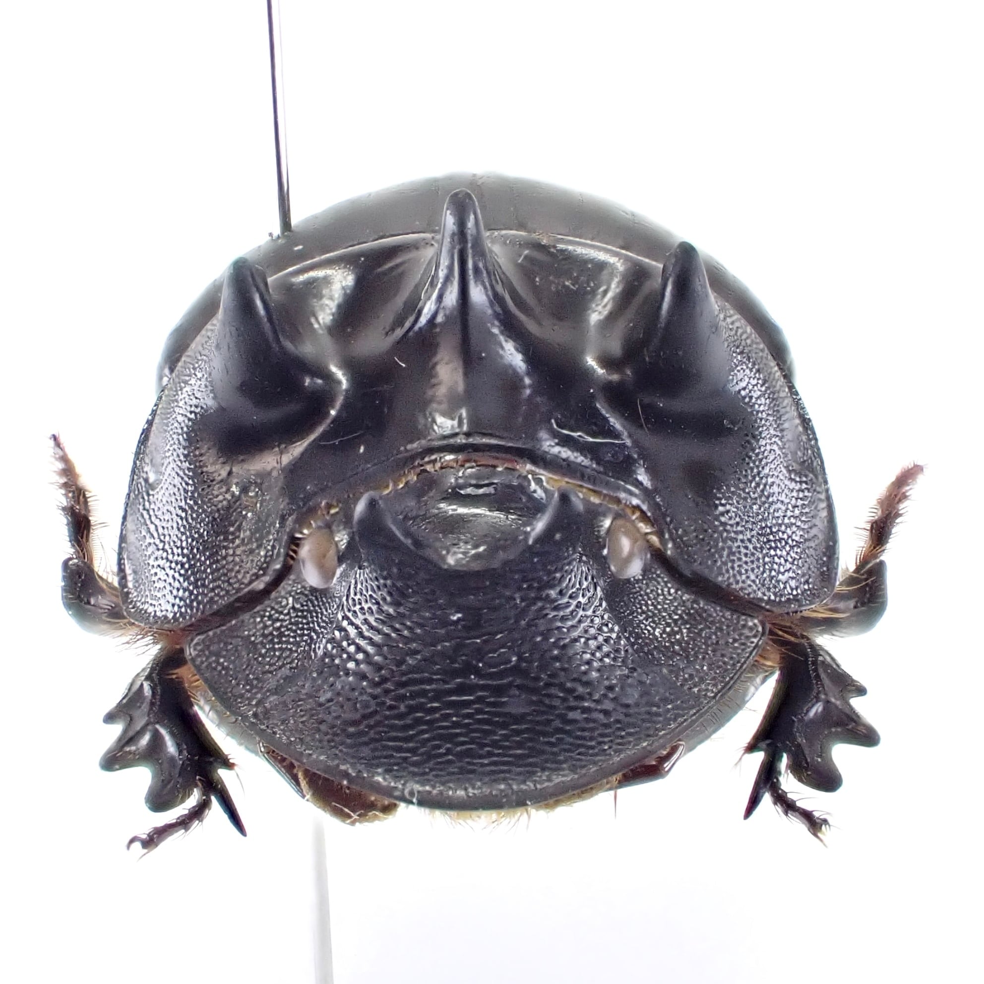 タンザニア産 Catharsius kolbei ♂ 25mm L | 昆虫標本 Diggers & Rollers