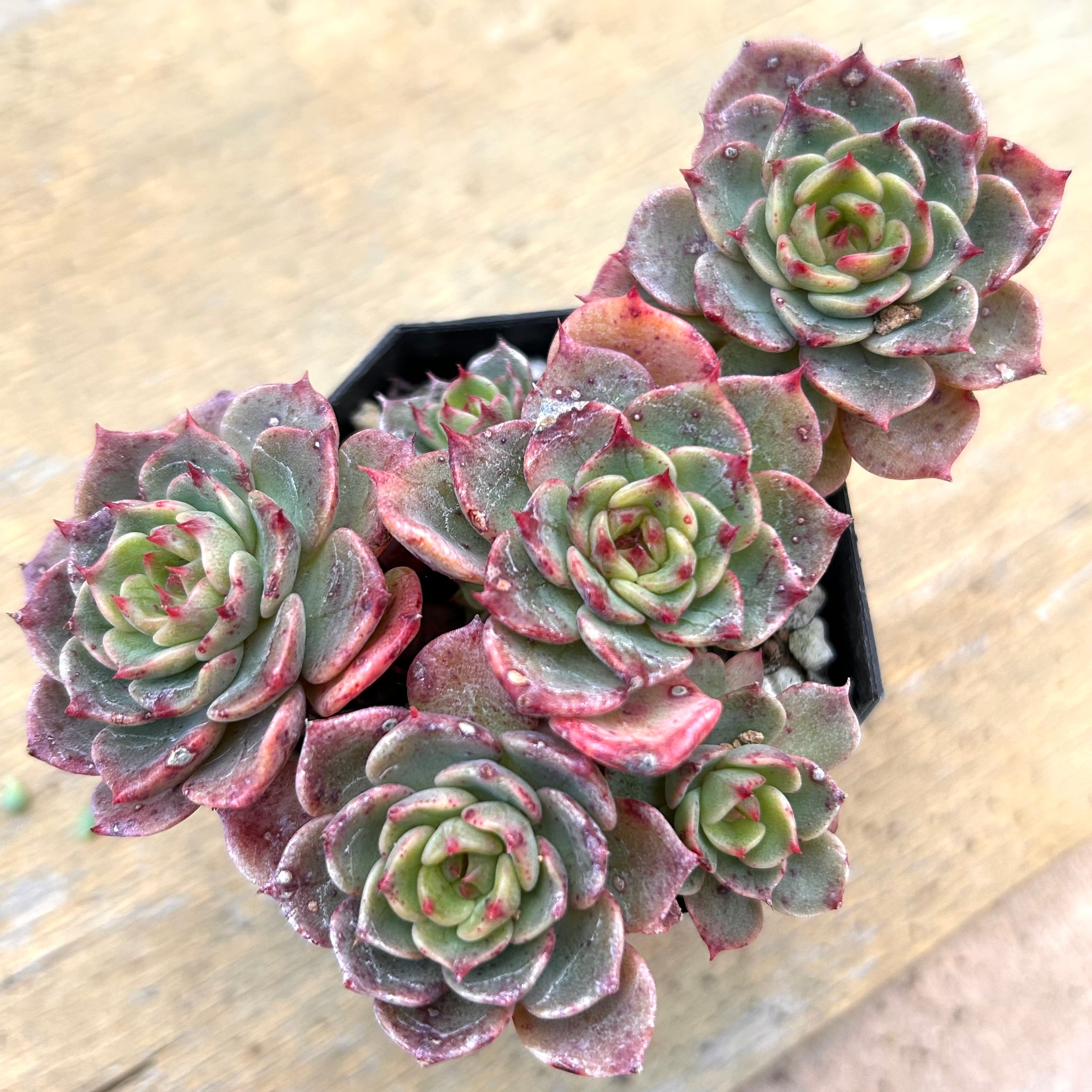 ルドルフ | RuPo 多肉植物専門店