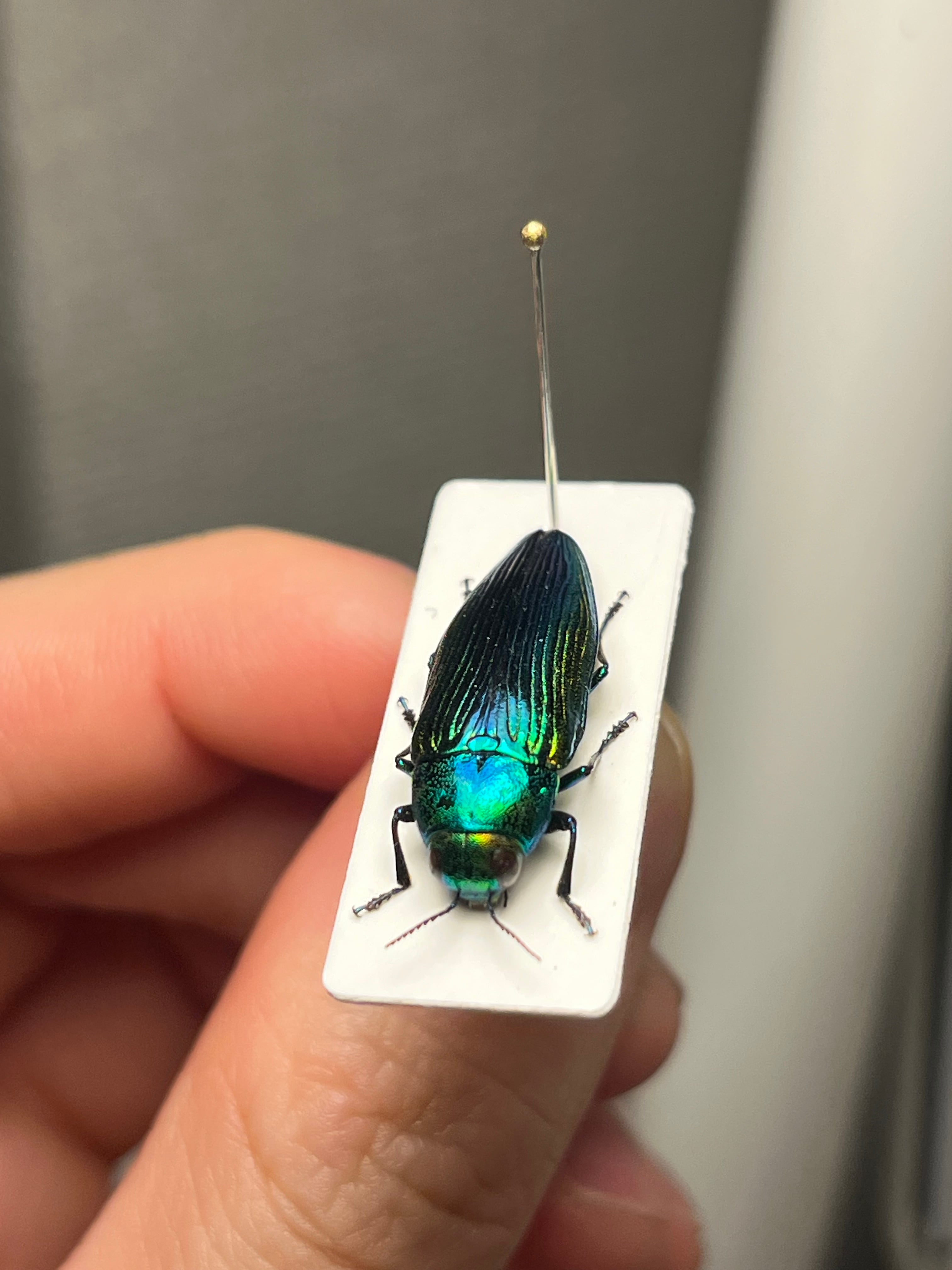 青玉虫最高峰】エゾアオタマムシ Bigサイズ 昆虫標本 コブハムシ