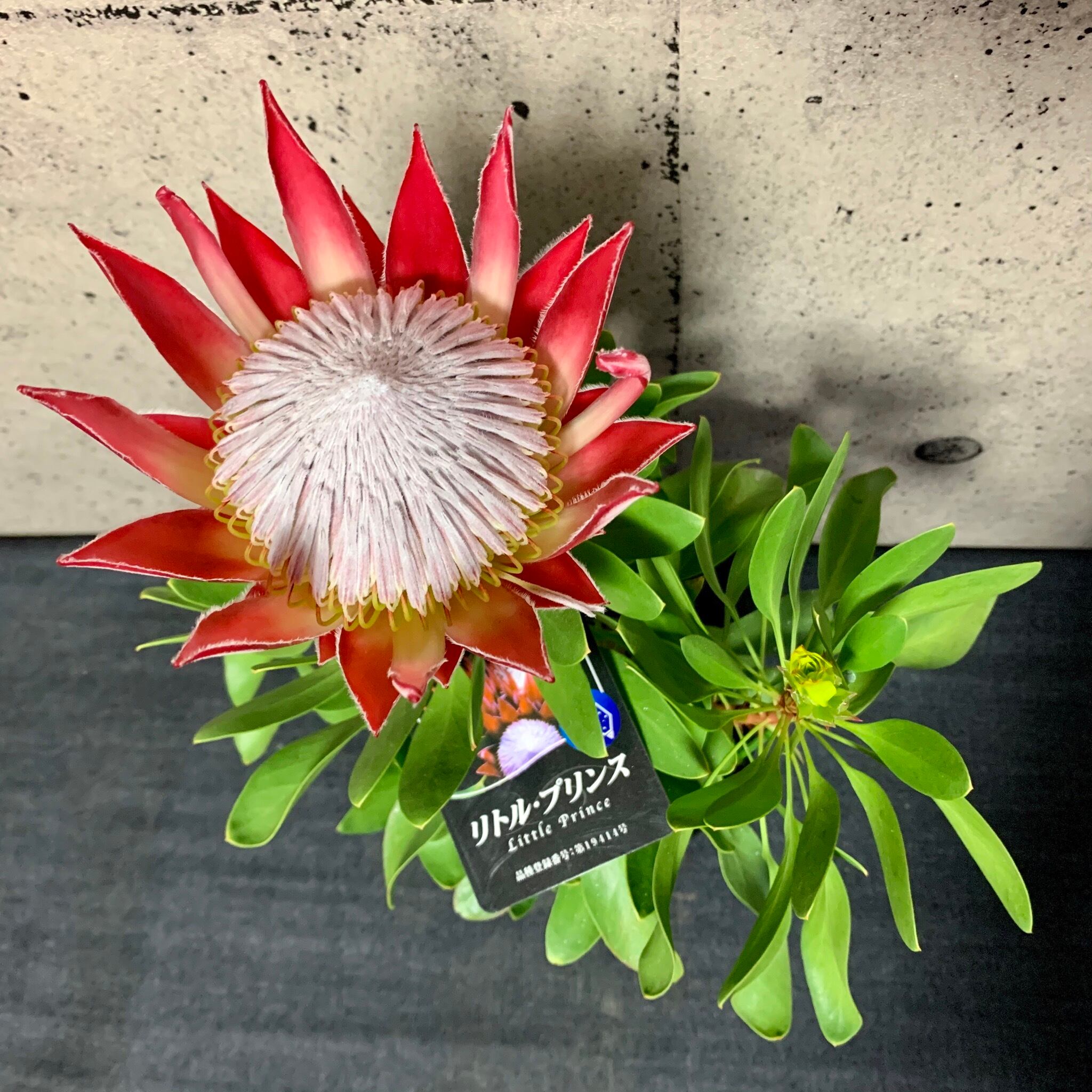 キングプロテア リトルプリンス Planet Plants プラネットプランツ