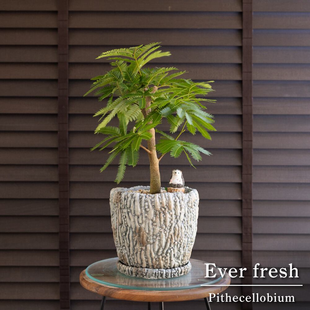 幹太 エバーフレッシュ 6号 陶器鉢 Ever fresh 観葉植物 盆栽 0719BG