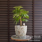 幹太 エバーフレッシュ 6号 陶器鉢 Ever fresh 観葉植物 盆栽 0719BG