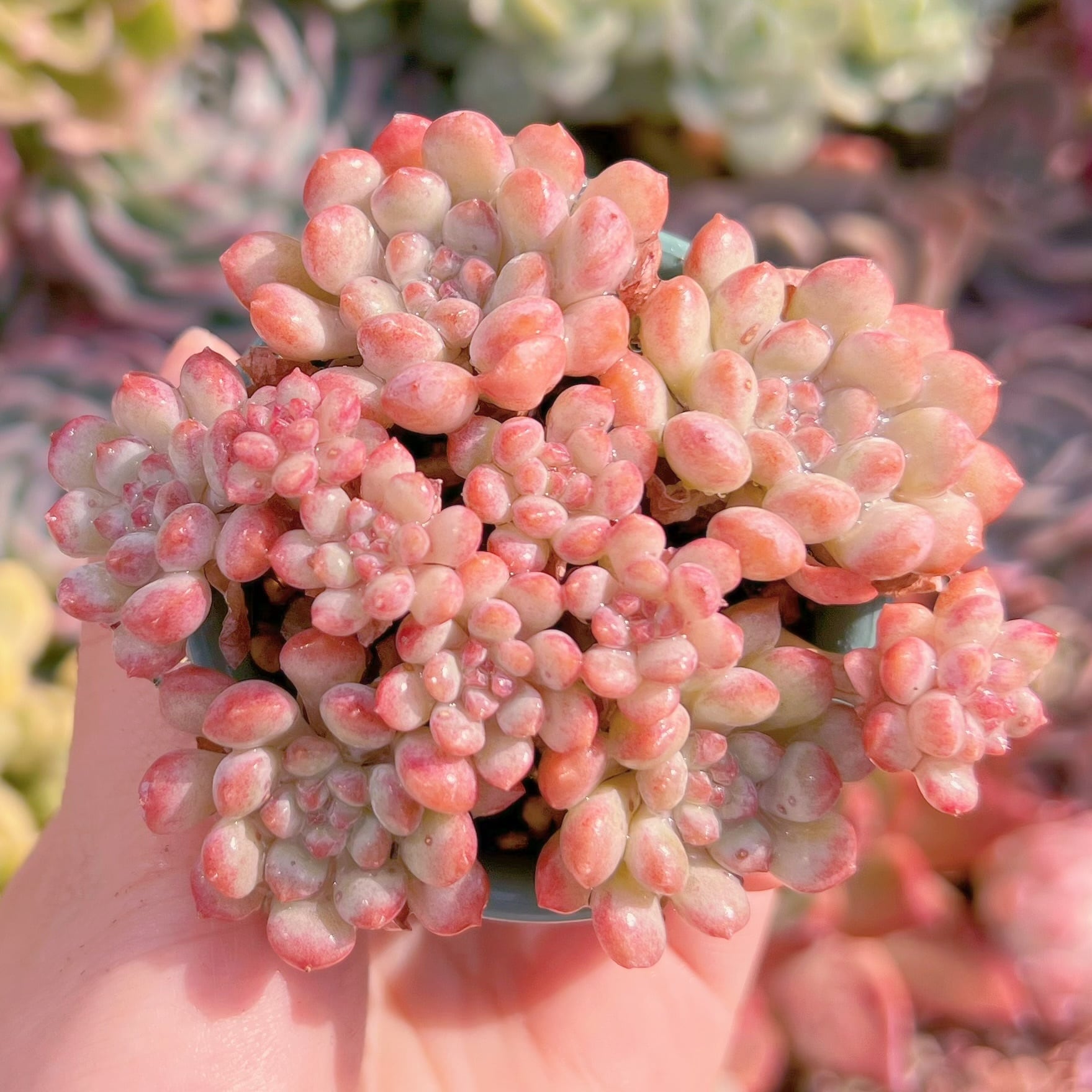 現品　萌豆#1125　群生　るる農園