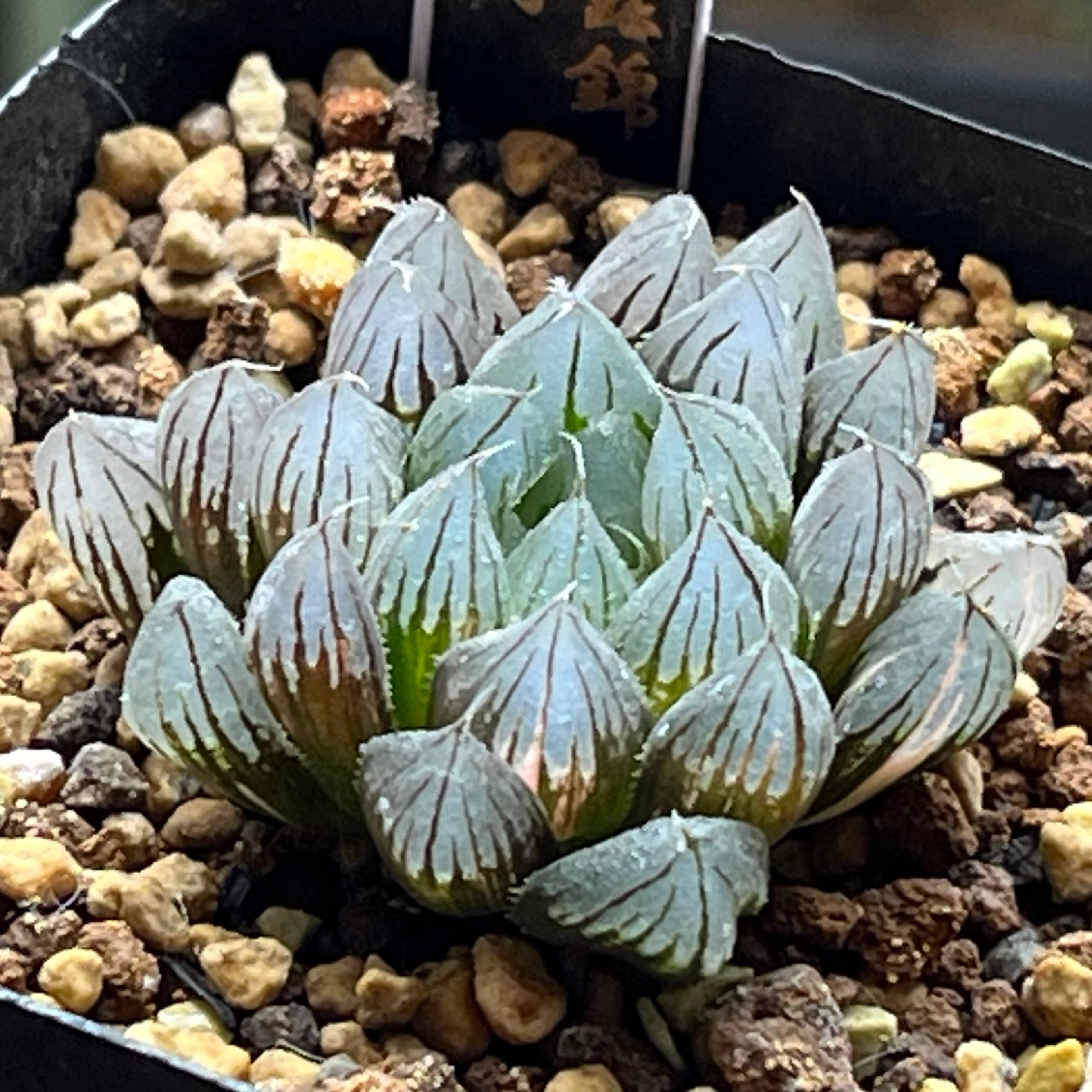 ハオルチア バディア 白鳳錦 | mocono_plants