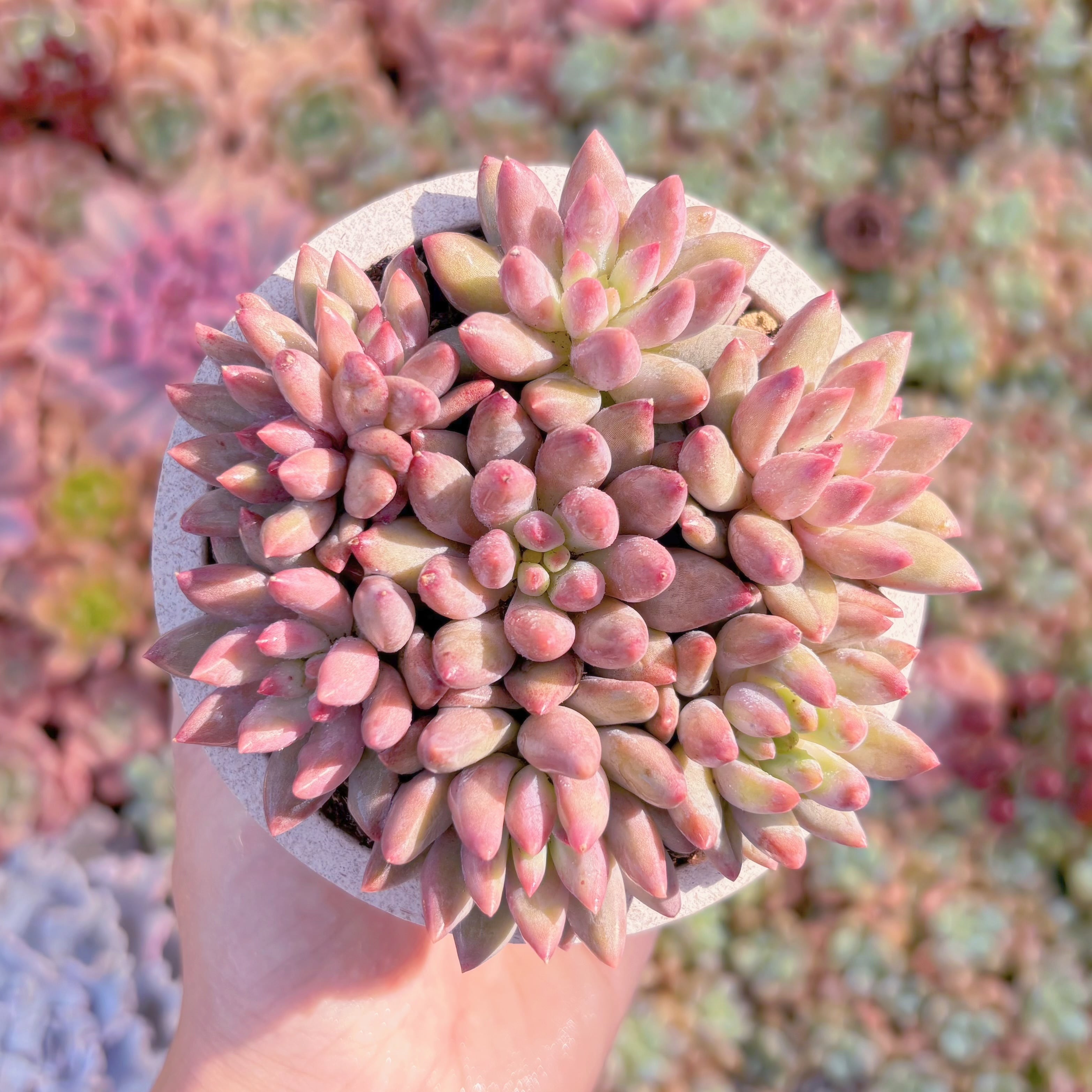 多肉植物　金魚姫(7苗)　新入荷　るる農園